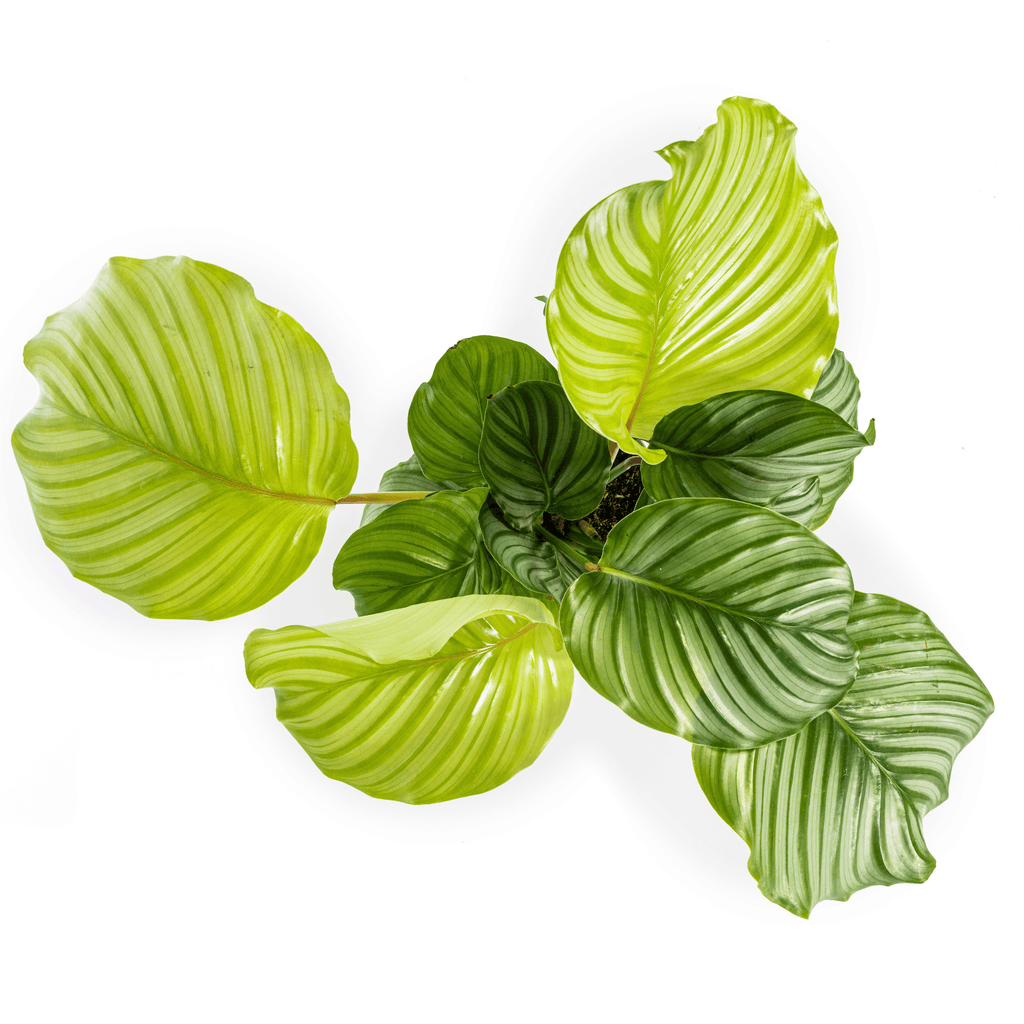 Korbmarante Calathea Orbifolia – Ø17cm – ca. 40-50cm hoch – Zimmerpflanze mit großen, silbrig – grünen Blättern – Für Wohnzimmer & Büro – Plant
