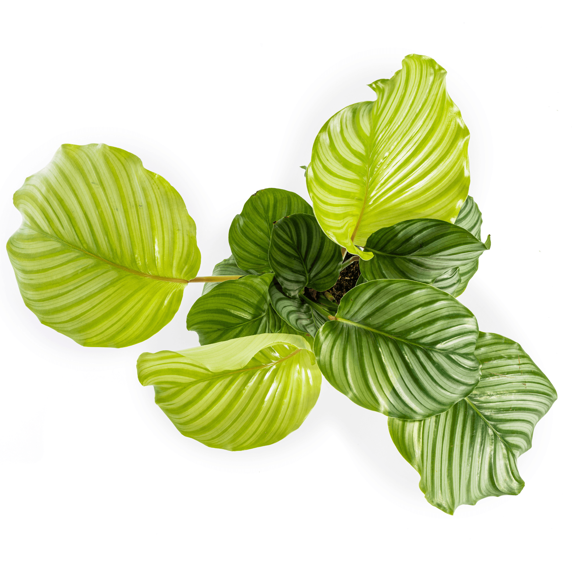 Korbmarante Calathea Orbifolia – Ø17cm – ca. 40-50cm hoch – Zimmerpflanze mit großen, silbrig – grünen Blättern – Für Wohnzimmer & Büro – Plant