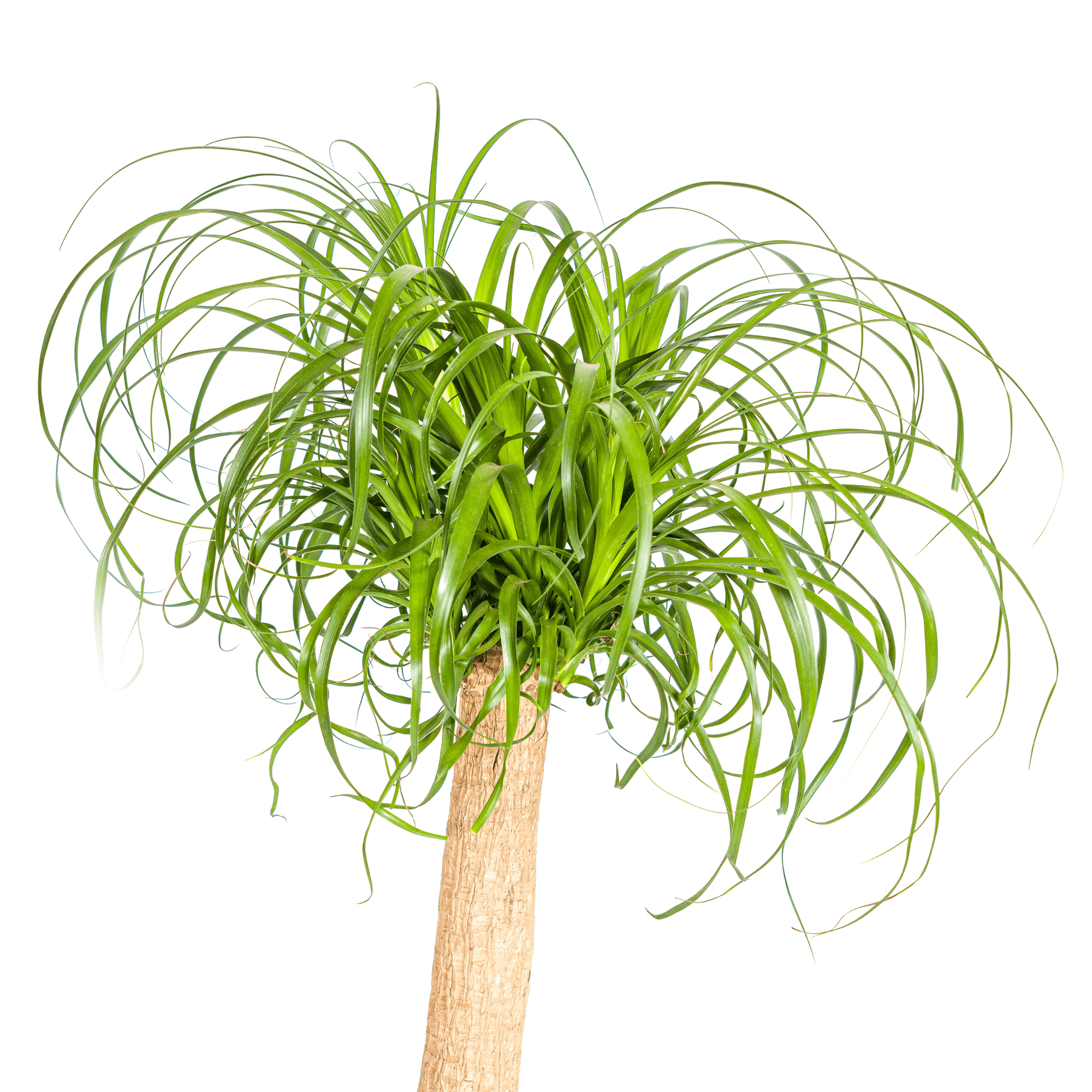 Beaucarnea Recurvata inkl. Naturkorb – Höhe 80-100cm – Ø24cm – Elefantenfuß Zimmerpflanze mit markantem Stamm