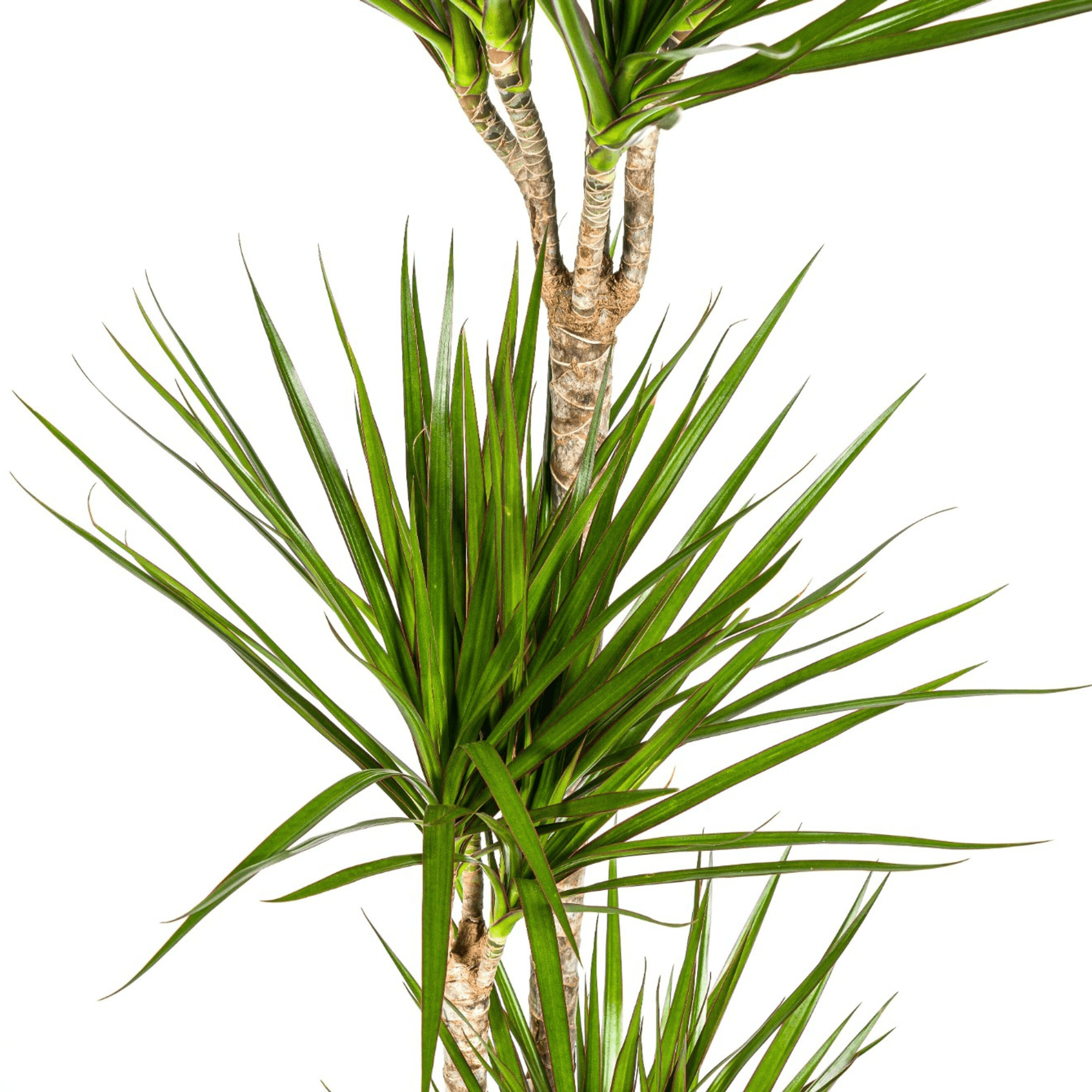 Drachenbaum Dracaena Marginata Green – Zimmerpflanze – Ø24cm – 130-150cm hoch – Schlanke, dunkelgrüne Blätter – Pflegeleicht & modern – Plant