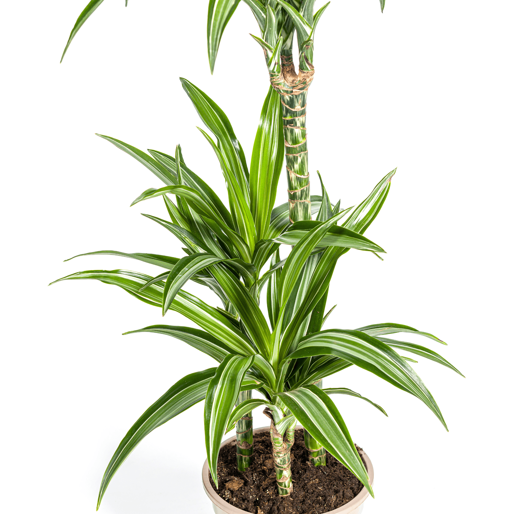 Drachenbaum – Dracaena Deremensis White Stripe – Zimmerpflanze – Ø21cm – ↕90-110cm – Pflegeleichte Grünpflanze mit dekorativen Blättern – Plant