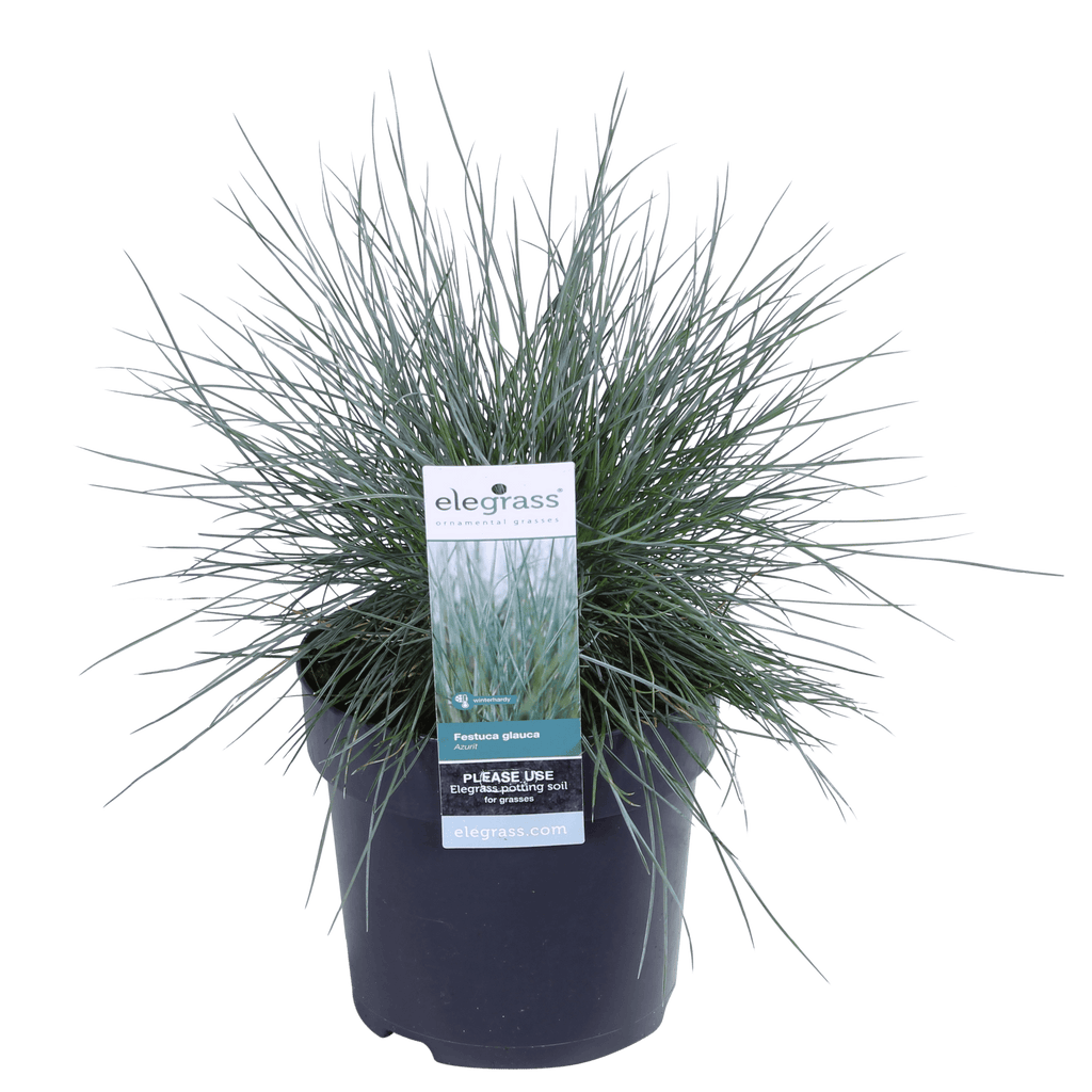 Blauschwingel Festuca glauca Azura Blue Ø14cm – Höhe ca.30cm – silberblaues Ziergras winterhart & immergrün – Plant