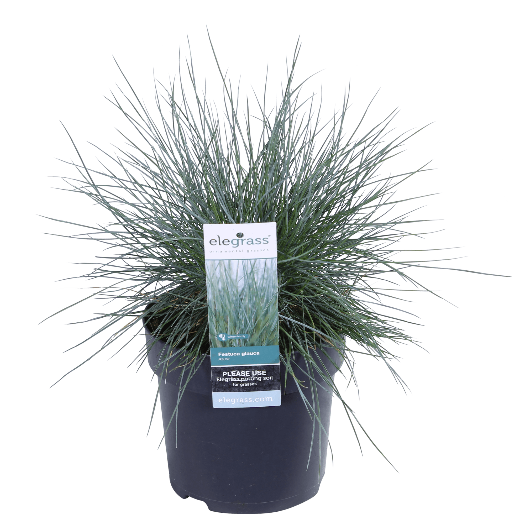 Blauschwingel Festuca glauca Azura Blue Ø14cm – Höhe ca.30cm – silberblaues Ziergras winterhart & immergrün – Plant