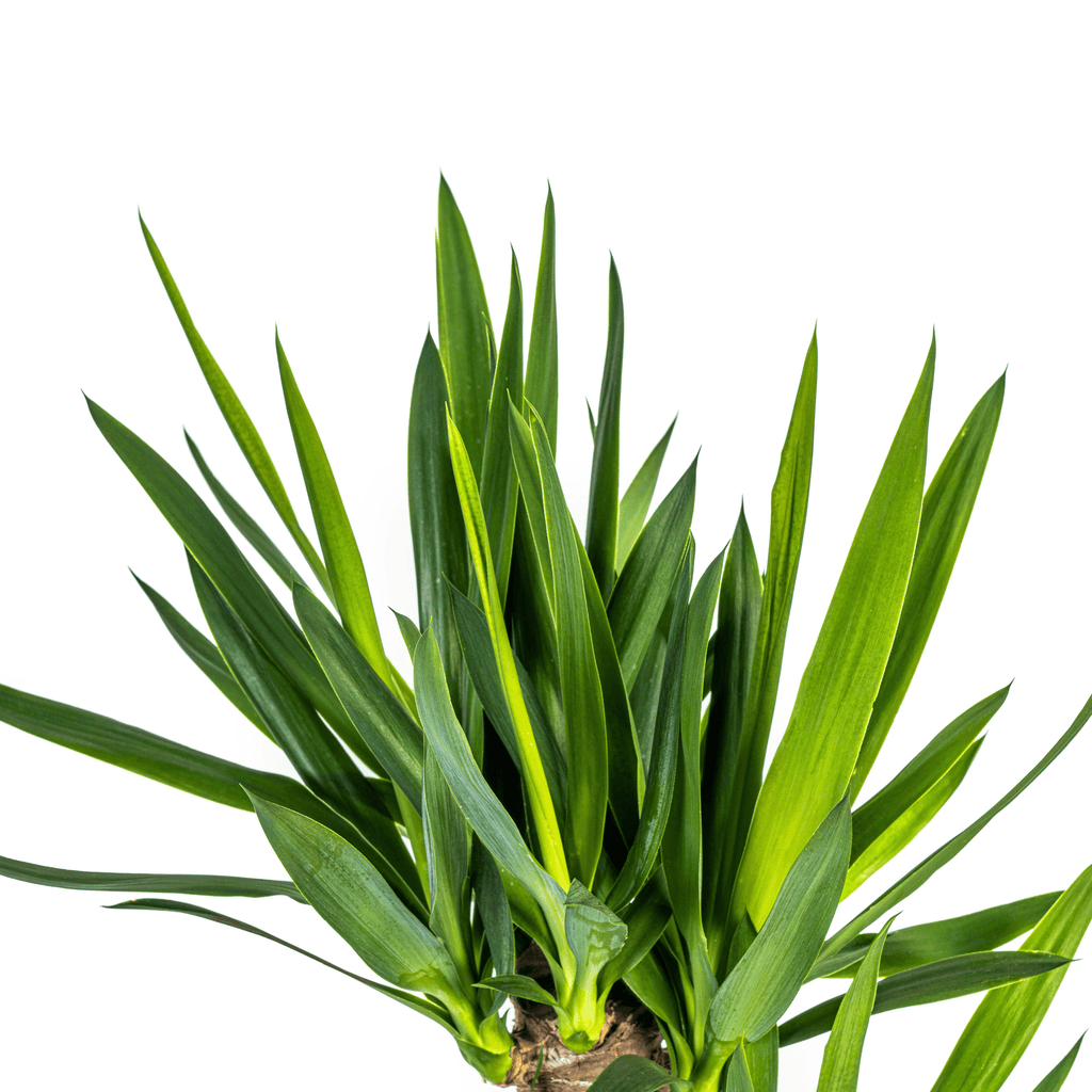 Yucca Elephantipes – Riesen-Palmlilie – Zimmerpflanze – Ø21cm – Höhe 90–110cm – Robuste Grünpflanze – Pflegeleicht & dekorativ – Plant