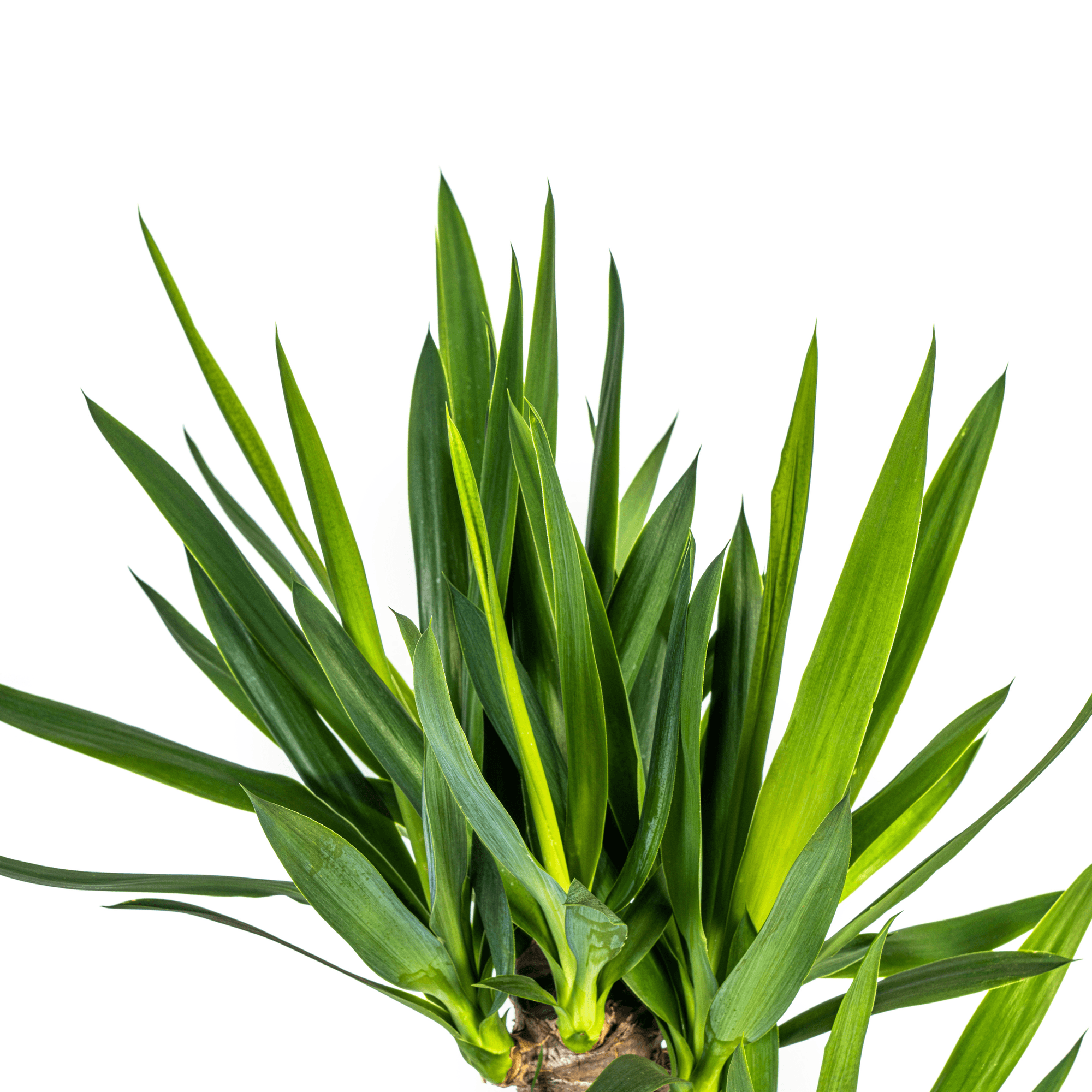 Yucca Elephantipes – Riesen-Palmlilie – Zimmerpflanze – Ø21cm – Höhe 90–110cm – Robuste Grünpflanze – Pflegeleicht & dekorativ – Plant