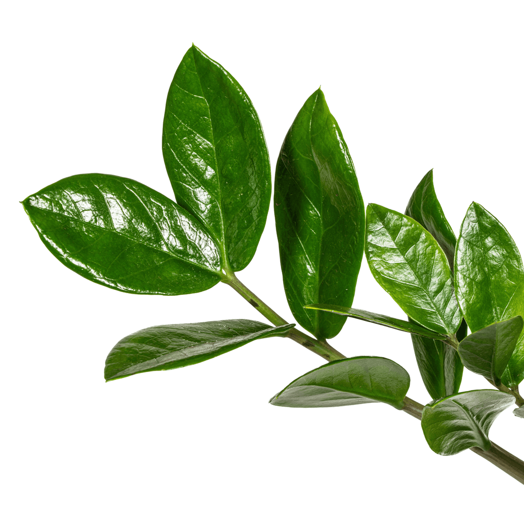 Glücksfeder – Zamioculcas Zamiifolia – Zimmerpflanze – Ø17cm – ↕40-50cm – Pflegeleicht & robust – Ideal für Büro & Wohnzimmer – Plant