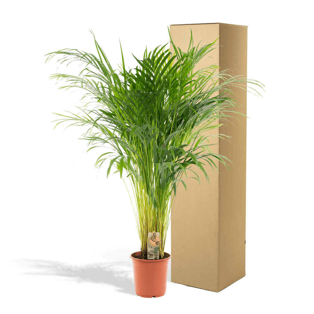 Goldfruchtpalme Areca – Zimmerpflanze Ø21cm – 110cm hoch – Luftreinigende tropische Palme für gesundes Raumklima – frisch aus der Baumschule – Plant