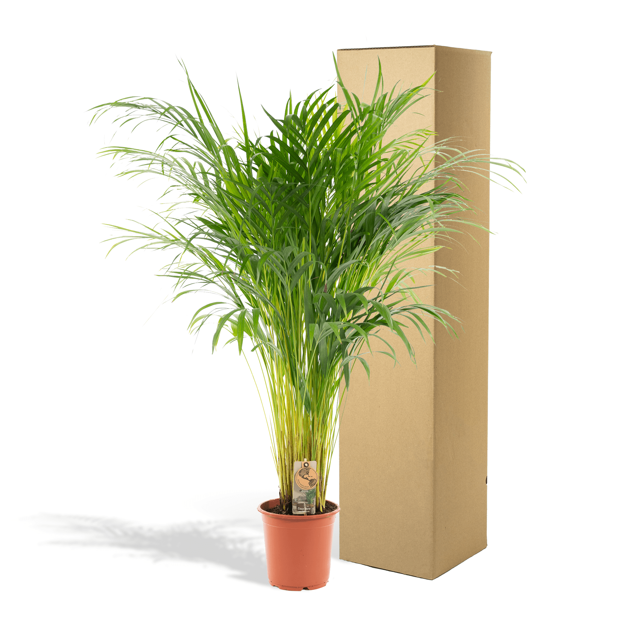 Goldfruchtpalme Areca – Zimmerpflanze Ø21cm – 110cm hoch – Luftreinigende tropische Palme für gesundes Raumklima – frisch aus der Baumschule – Plant