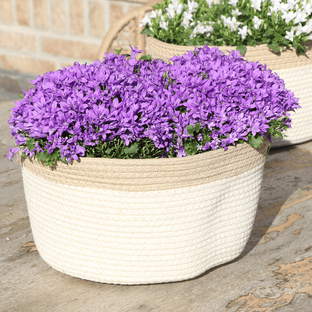 Campanula Addenda Ambella Intense Purple 3er Set – Glockenblume lila im Baumwollkorb mit Bewässerungsreservoir – Topfgröße 12cm – Plant