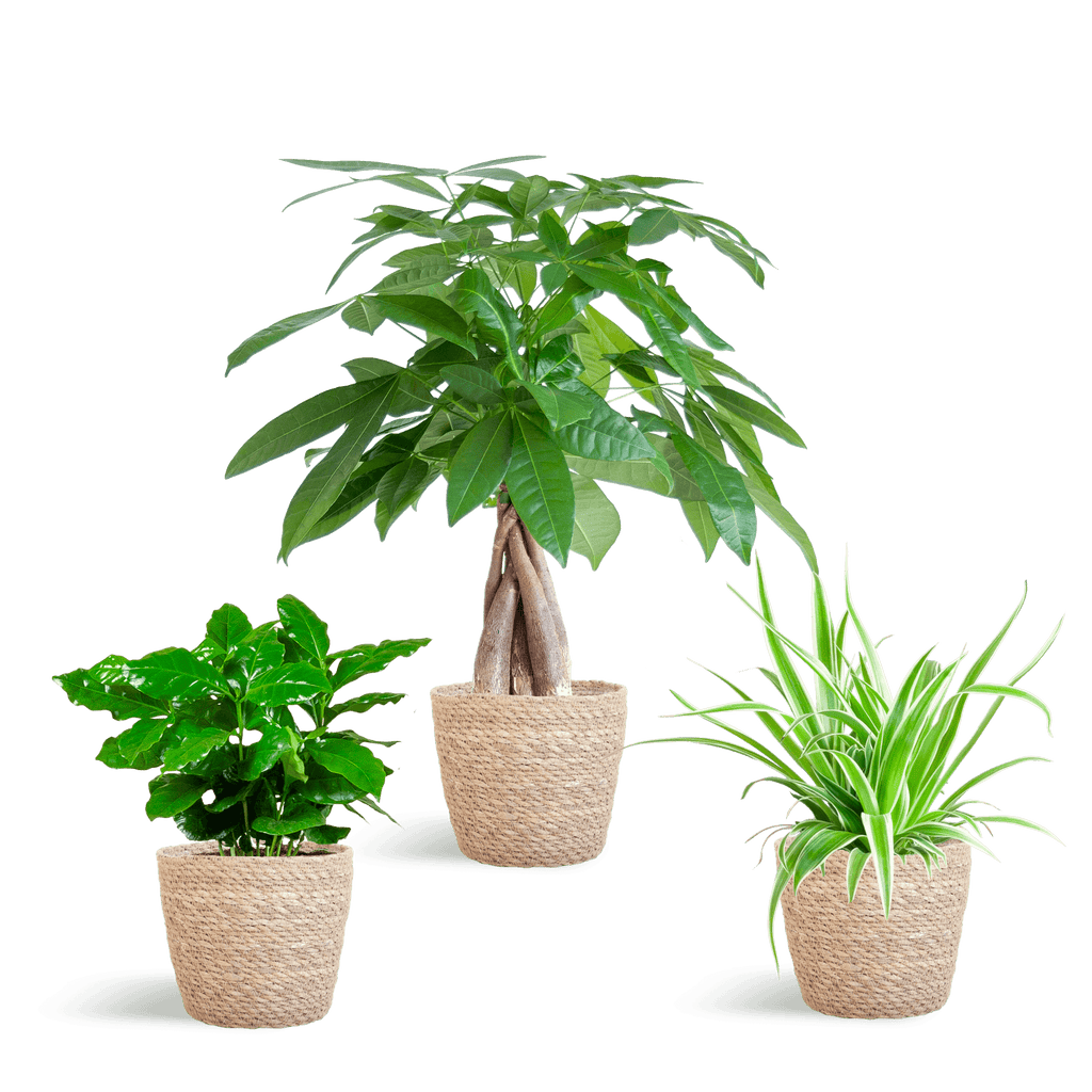 Tierfreundlicher Pflanzenkasten – Zimmerpflanzen – Mix – 3 grüne Pflanzen – Ø12cm – Korb Sofia Natur – ungiftig für Katzen, Hunde & Kinder – Plant