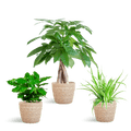 Tierfreundlicher Pflanzenkasten – Zimmerpflanzen – Mix – 3 grüne Pflanzen – Ø12cm – Korb Sofia Natur – ungiftig für Katzen, Hunde & Kinder – Plant