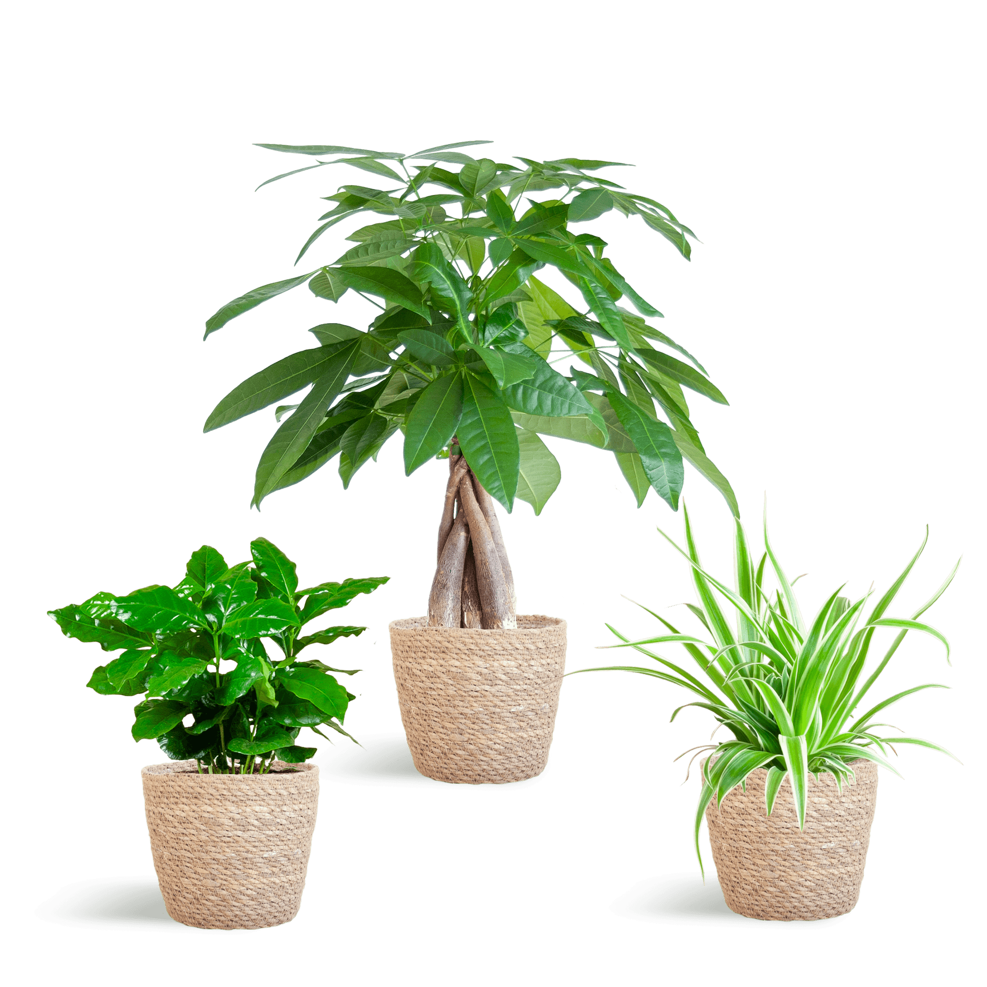 Tierfreundlicher Pflanzenkasten – Zimmerpflanzen – Mix – 3 grüne Pflanzen – Ø12cm – Korb Sofia Natur – ungiftig für Katzen, Hunde & Kinder – Plant