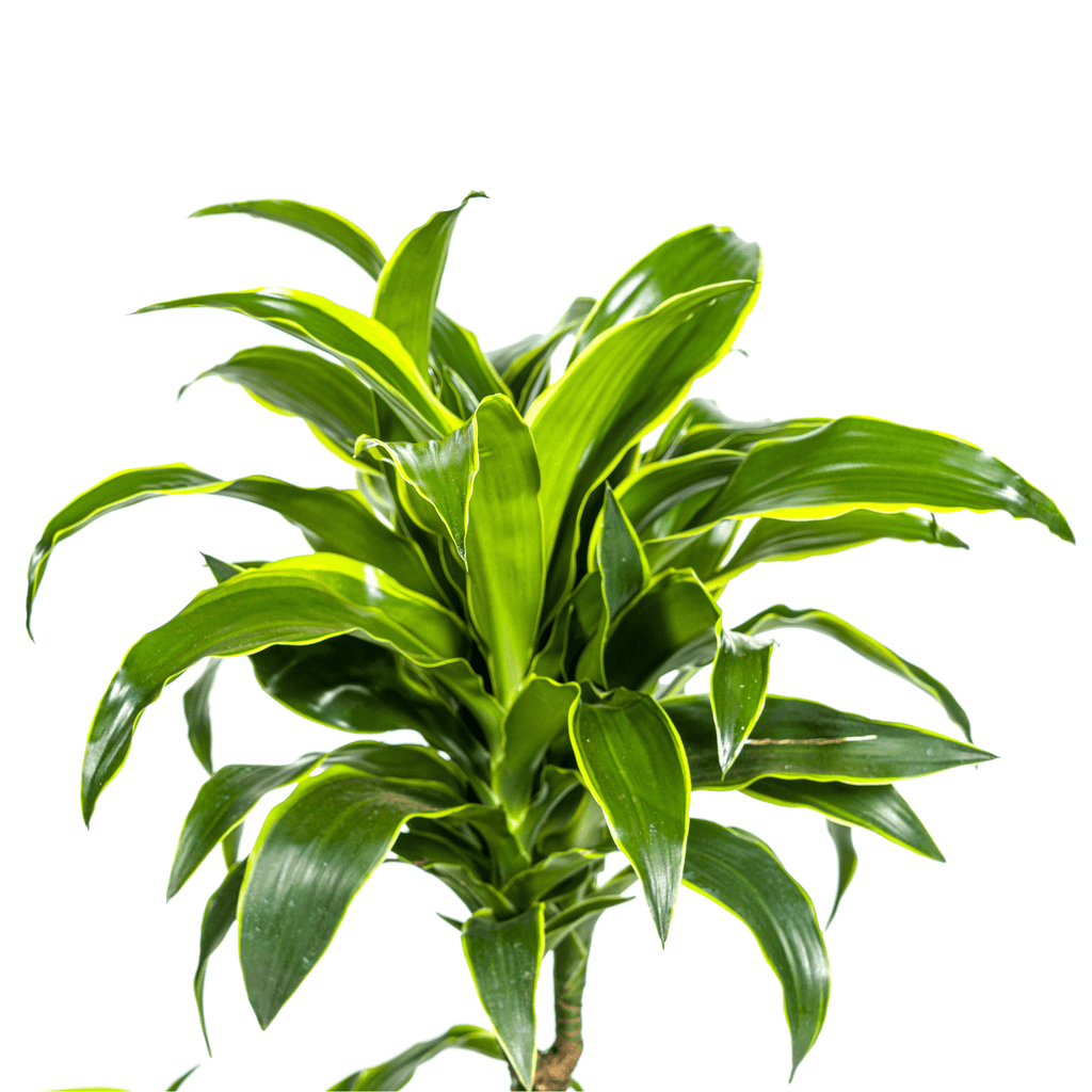 Dracaena Deremensis Dorado inkl. Naturkorb – Höhe 100-120cm – Ø21cm – Pflegeleichte Zimmerpflanze mit glänzenden Blättern – Plant
