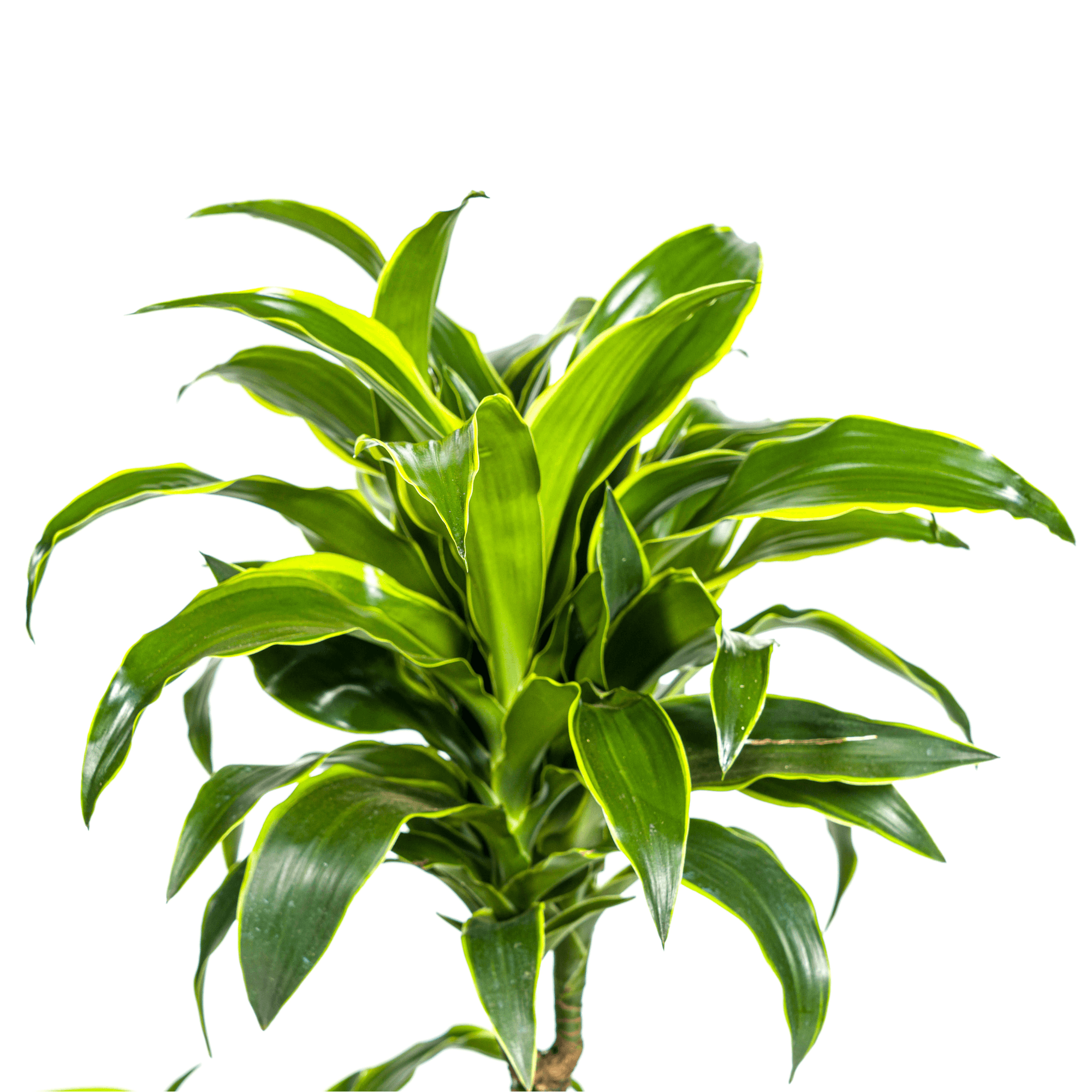 Dracaena Deremensis Dorado inkl. Naturkorb – Höhe 100-120cm – Ø21cm – Pflegeleichte Zimmerpflanze mit glänzenden Blättern – Plant