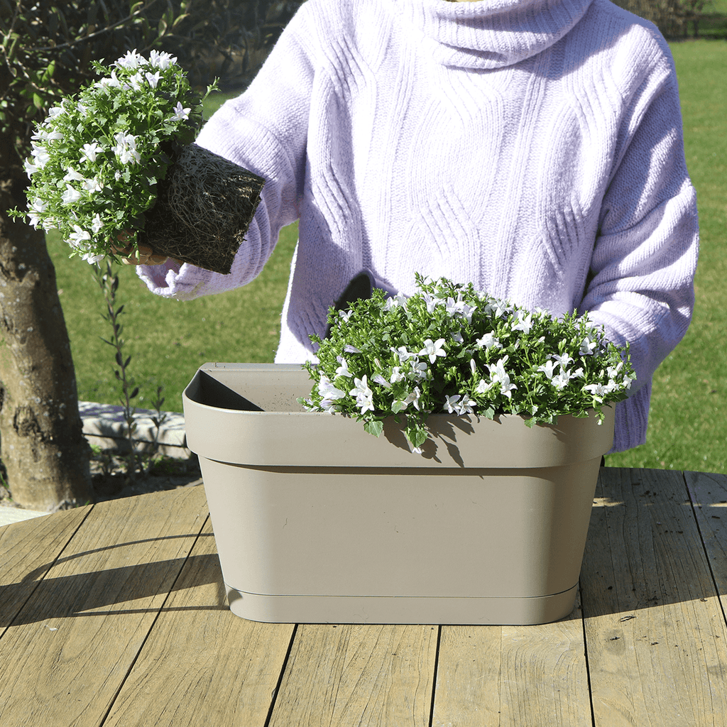 Campanula Addenda Ambella weiß 3er Set mit Balkonpflanzer taupe 36cm – Glockenblume weiß 12cm – inkl Aufhängesystem & Wasserreservoir – Plant