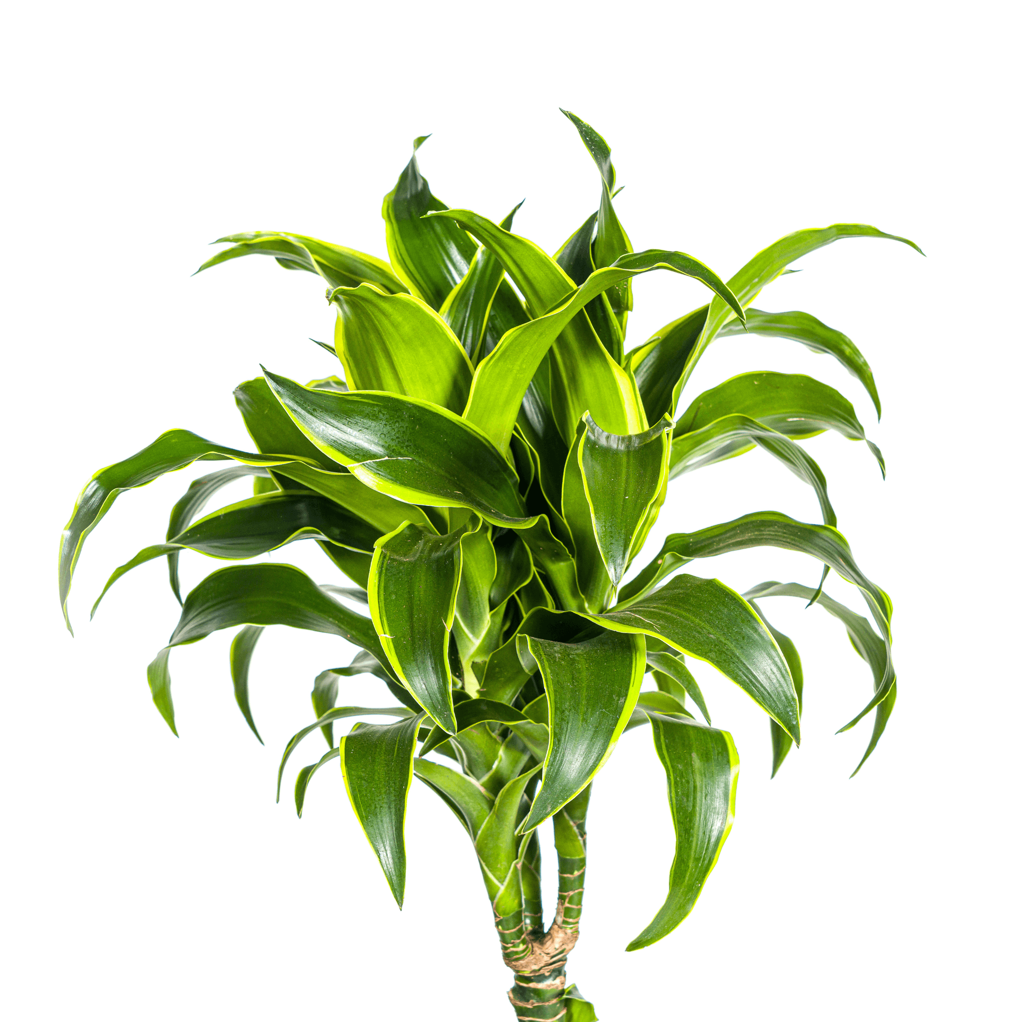 Dracaena Deremensis Dorado inkl. Naturkorb – Höhe 120-140cm – Ø24cm – Pflegeleichte & luftreinigende Zimmerpflanze – Plant