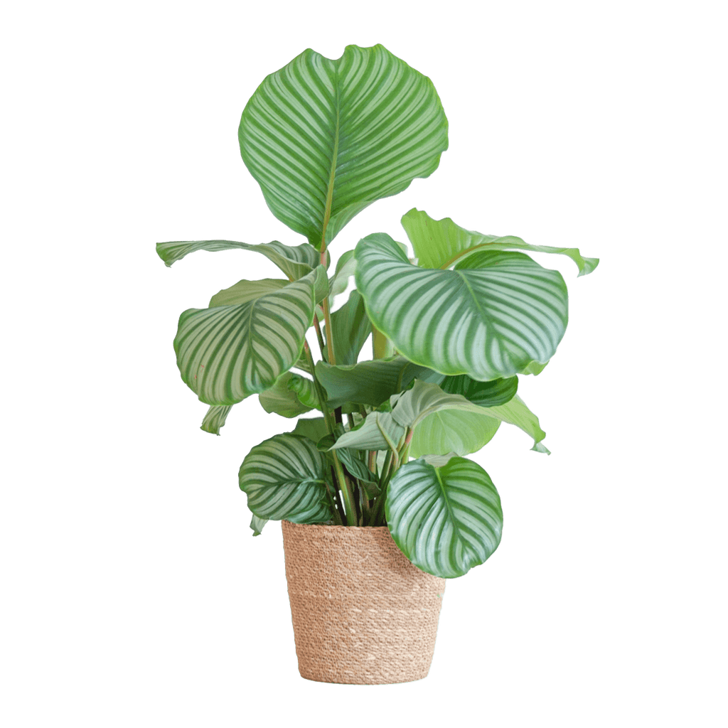 Korbmarante Calathea Orbifolia – Zimmerpflanze – 65cm hoch – Ø21cm – inkl. Natur – Korb Sofia aus Seegras – Luftreinigend & dekorativ – Plant