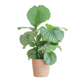 Korbmarante Calathea Orbifolia – Zimmerpflanze – 65cm hoch – Ø21cm – inkl. Natur – Korb Sofia aus Seegras – Luftreinigend & dekorativ – Plant