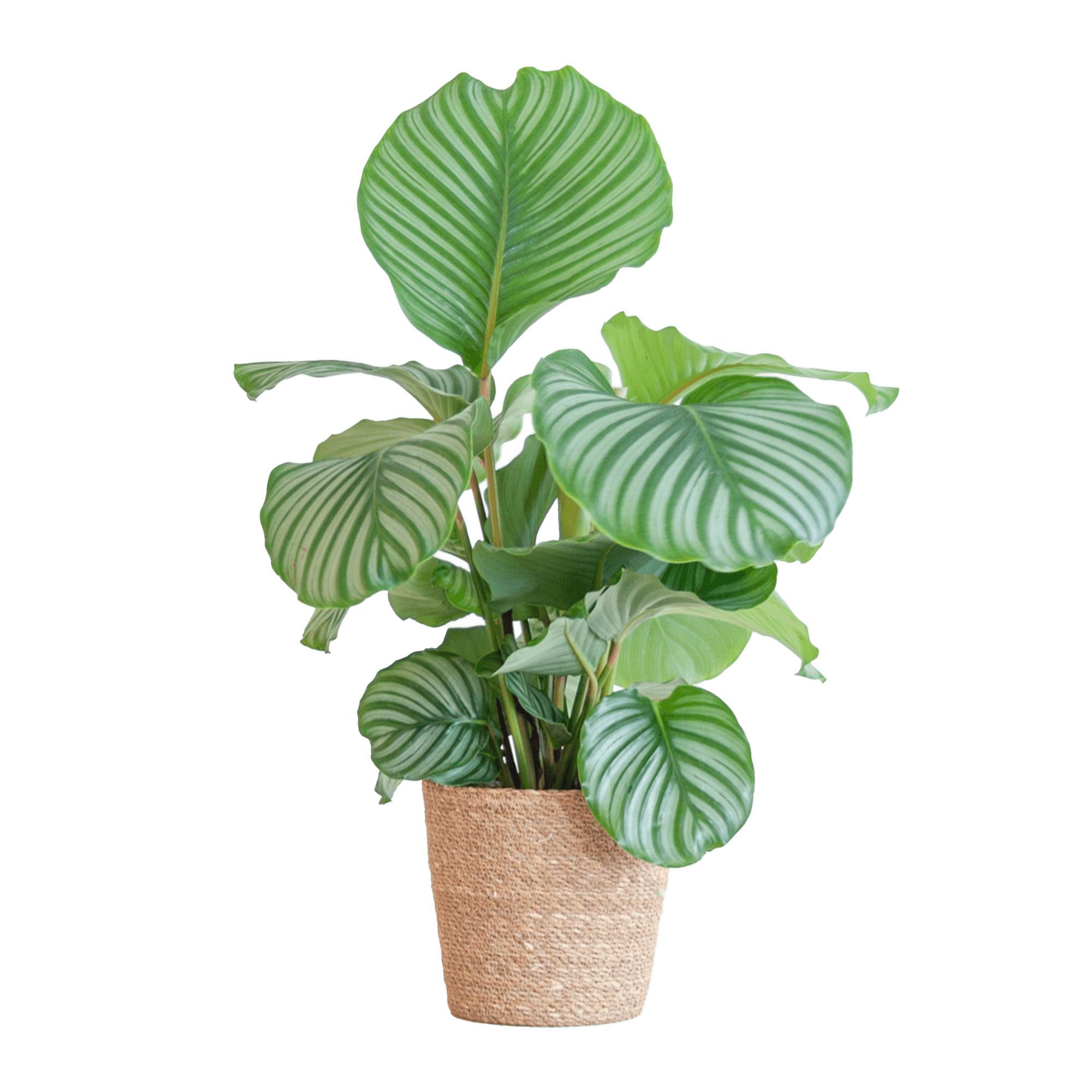 Korbmarante Calathea Orbifolia – Zimmerpflanze – 65cm hoch – Ø21cm – inkl. Natur – Korb Sofia aus Seegras – Luftreinigend & dekorativ – Plant