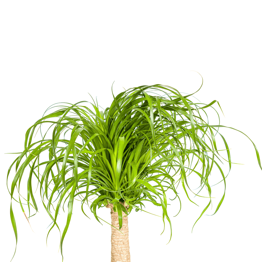Beaucarnea Recurvata inkl. Naturkorb – Höhe 60-80cm – Ø21cm – Elefantenfuß Zimmerpflanze mit markantem Stamm – Plant