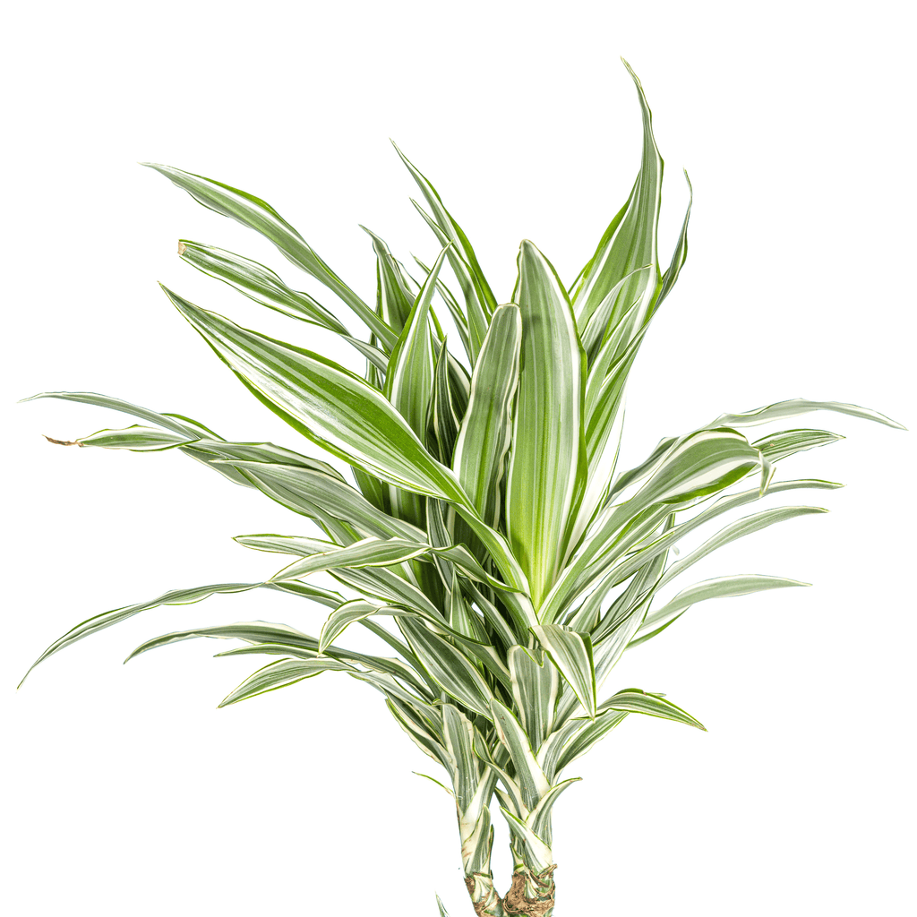 Dracaena Deremensis White Stripe inkl. Naturkorb – Höhe 130-150cm – Ø24cm – Elegante Zimmerpflanze mit zweifarbigem Laub – Plant