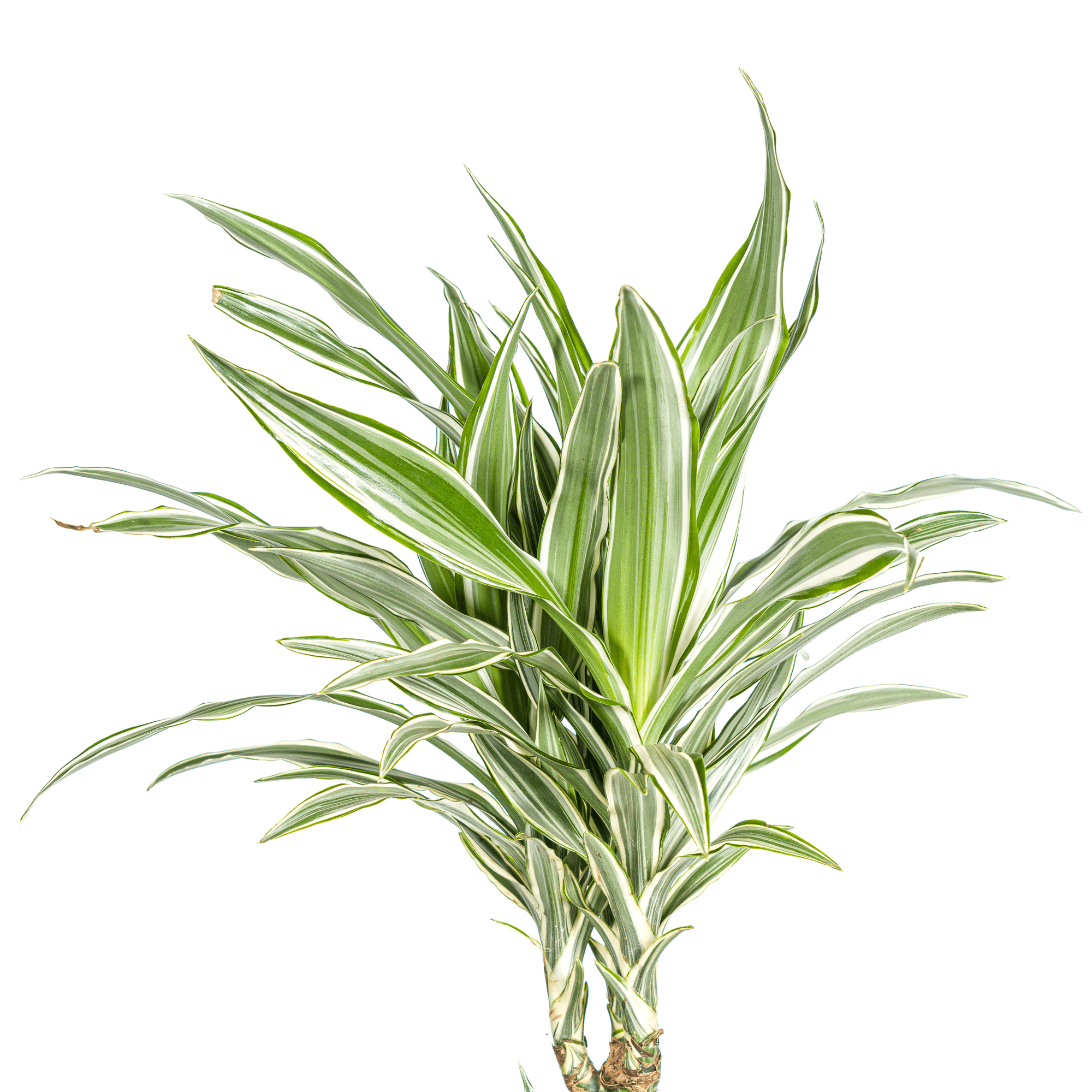 Dracaena Deremensis White Stripe inkl. Naturkorb – Höhe 130-150cm – Ø24cm – Elegante Zimmerpflanze mit zweifarbigem Laub – Plant
