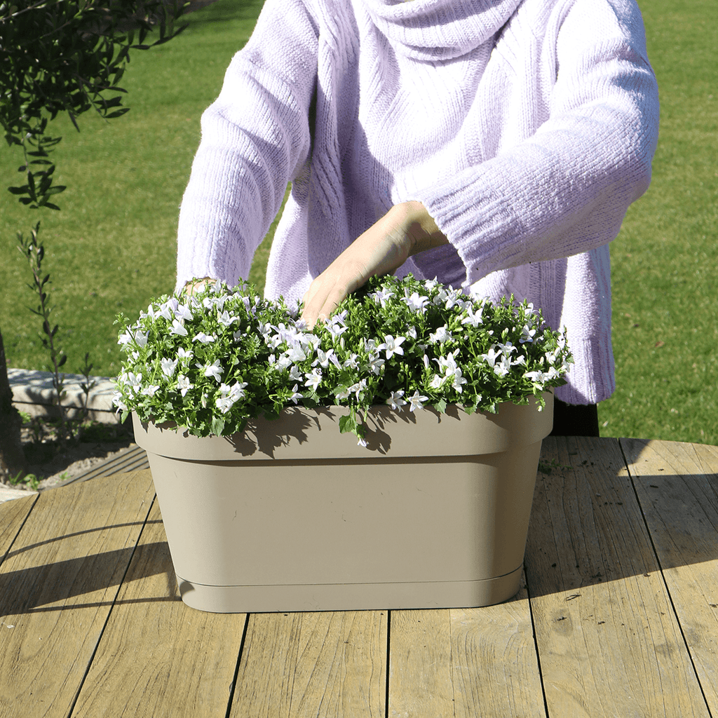 Campanula Addenda Ambella weiß 3er Set mit Balkonpflanzer taupe 36cm – Glockenblume weiß 12cm – inkl Aufhängesystem & Wasserreservoir – Plant