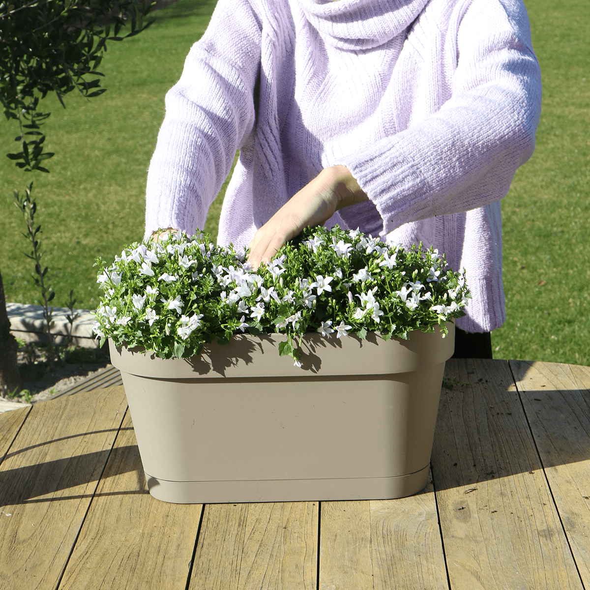 Campanula Addenda Ambella weiß 3er Set mit Balkonpflanzer taupe 36cm – Glockenblume weiß 12cm – inkl Aufhängesystem & Wasserreservoir – Plant
