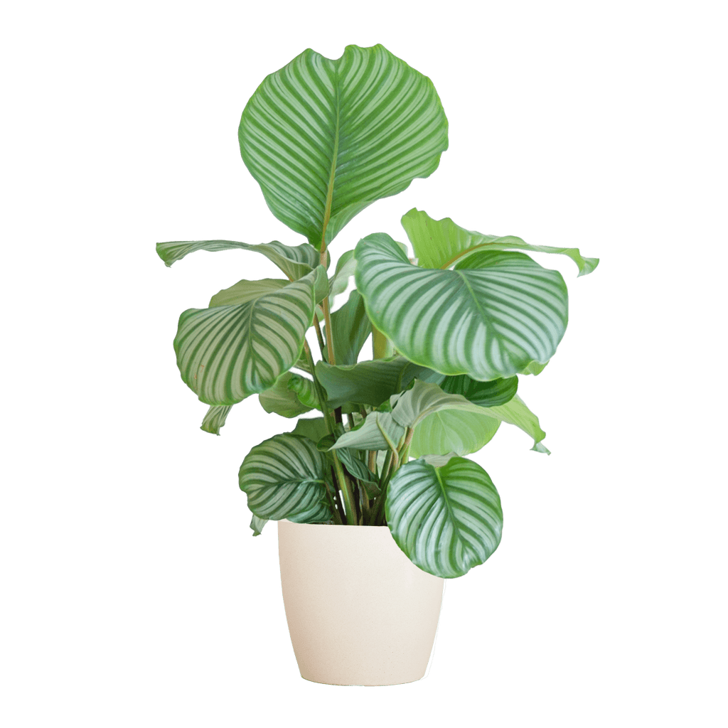 Korbmarante Calathea Orbifolia – Zimmerpflanze 65cm – Ø21cm – Luftreinigend – Inklusive biologisch abbaubarem Viber – Topf Weiß – Plant