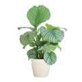 Korbmarante Calathea Orbifolia – Zimmerpflanze 65cm – Ø21cm – Luftreinigend – Inklusive biologisch abbaubarem Viber – Topf Weiß – Plant