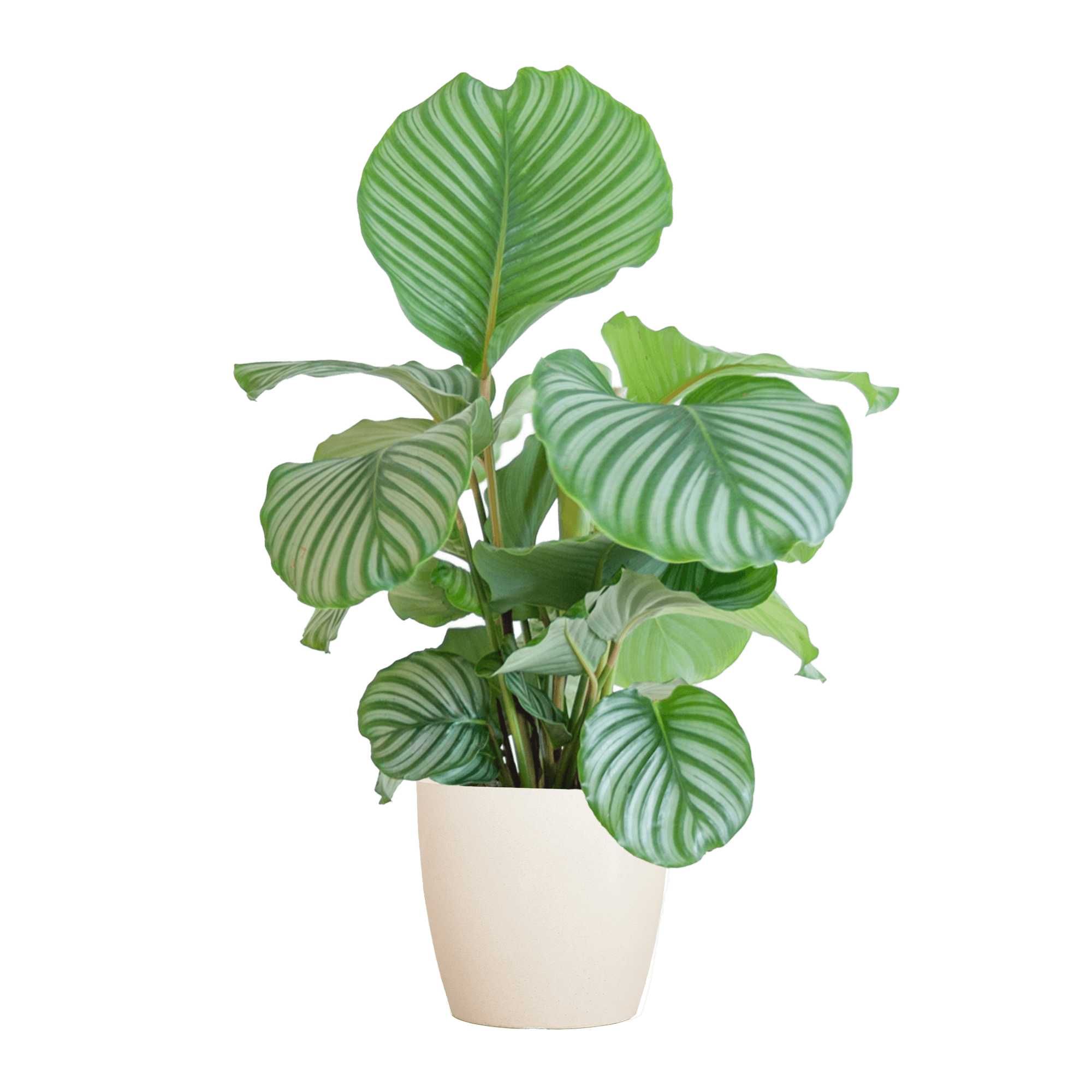Korbmarante Calathea Orbifolia – Zimmerpflanze 65cm – Ø21cm – Luftreinigend – Inklusive biologisch abbaubarem Viber – Topf Weiß – Plant
