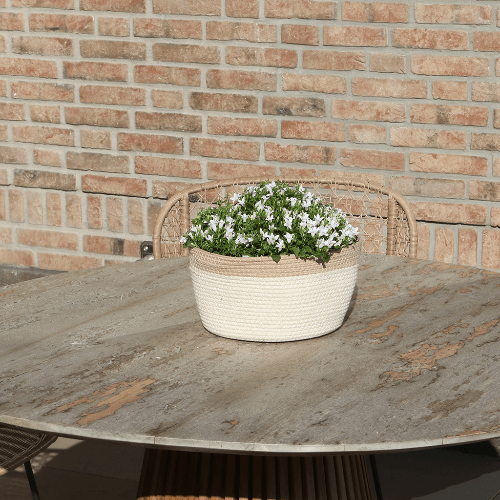 Campanula Addenda Ambella weiß 3er Set – Glockenblume weiß im Baumwollkorb mit Bewässerungsreservoir – Topfgröße 12cm – Plant