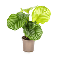 Korbmarante Calathea Orbifolia – Ø17cm – ca. 40-50cm hoch – Zimmerpflanze mit großen, silbrig – grünen Blättern – Für Wohnzimmer & Büro – Plant