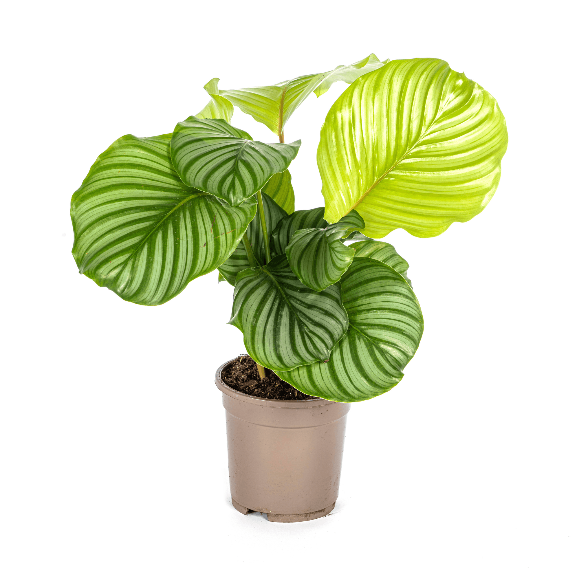 Korbmarante Calathea Orbifolia – Ø17cm – ca. 40-50cm hoch – Zimmerpflanze mit großen, silbrig – grünen Blättern – Für Wohnzimmer & Büro – Plant