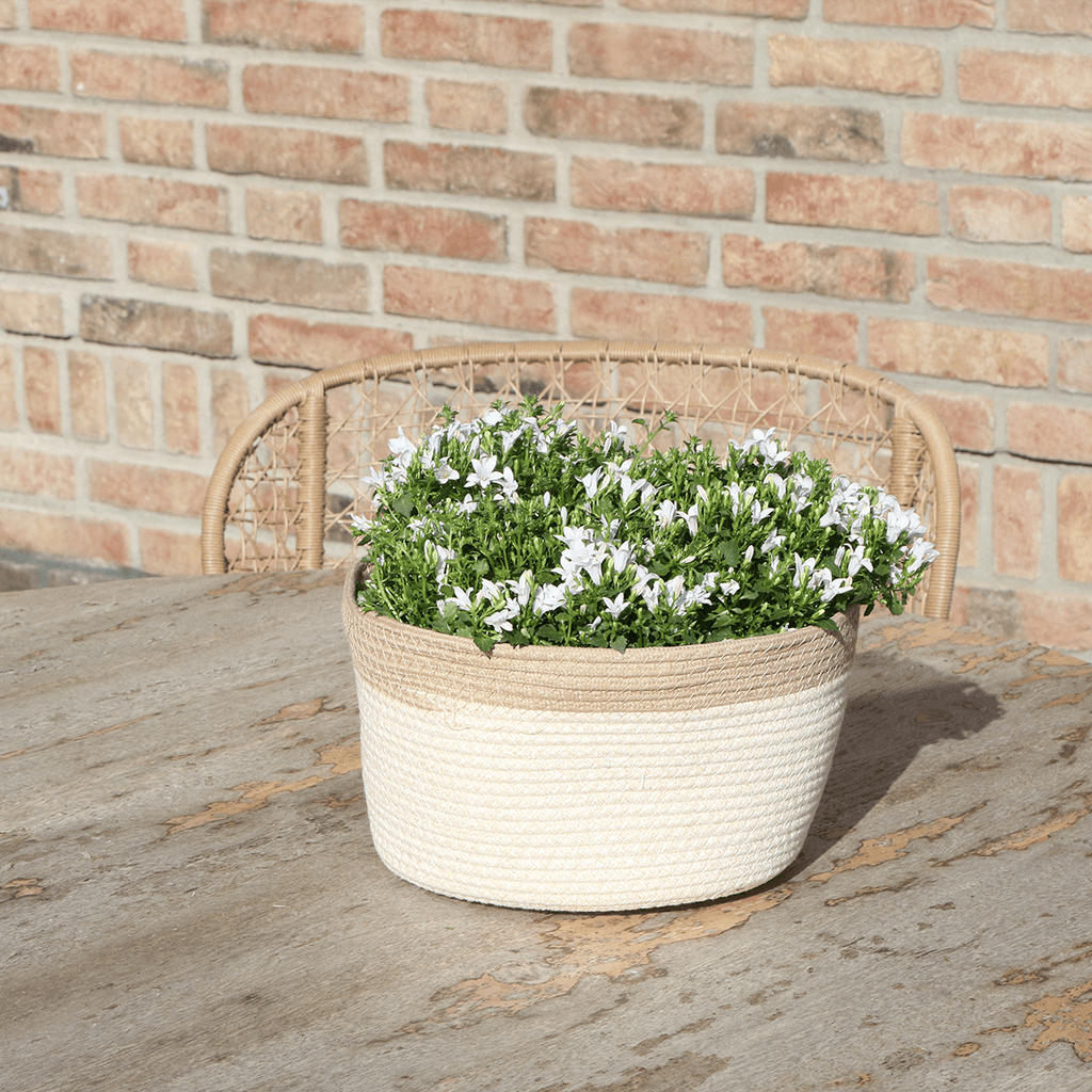Campanula Addenda Ambella weiß 3er Set – Glockenblume weiß im Baumwollkorb mit Bewässerungsreservoir – Topfgröße 12cm – Plant