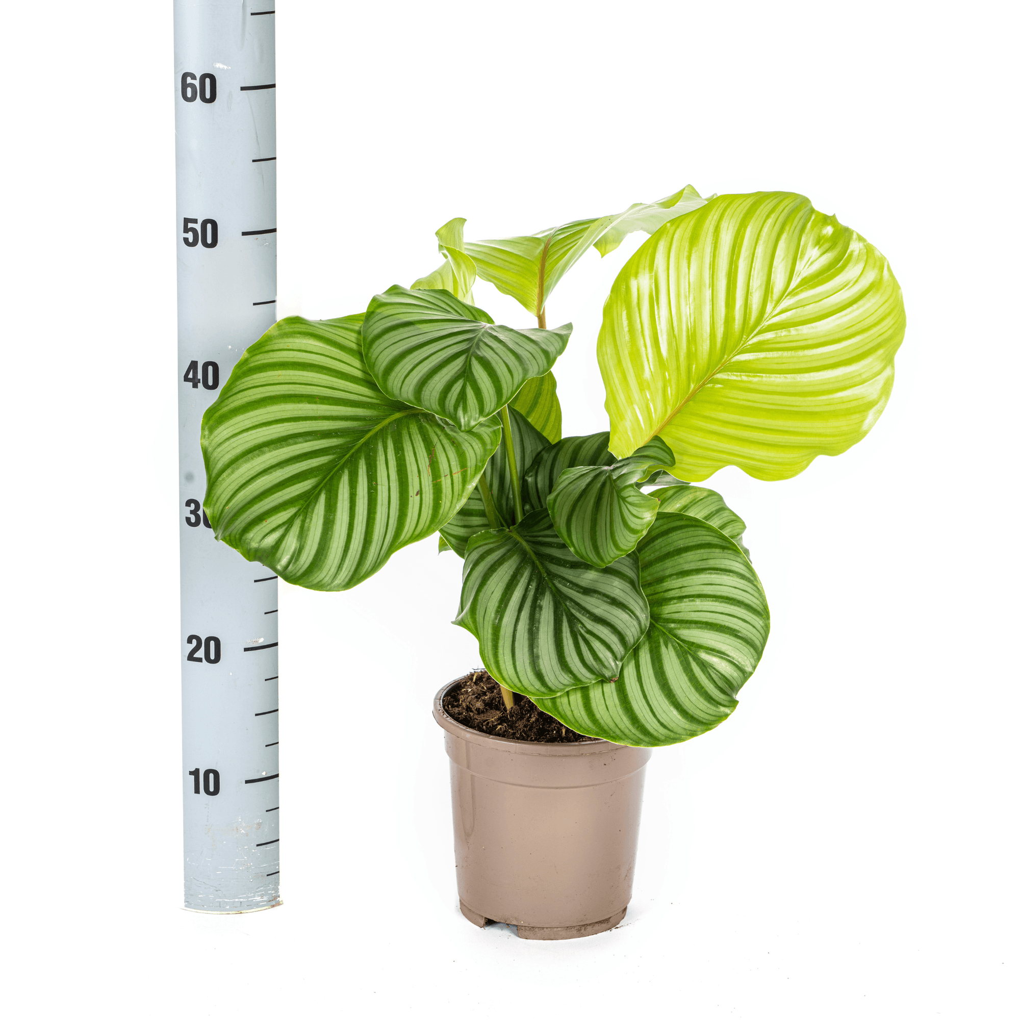Korbmarante Calathea Orbifolia – Ø17cm – ca. 40-50cm hoch – Zimmerpflanze mit großen, silbrig – grünen Blättern – Für Wohnzimmer & Büro – Plant