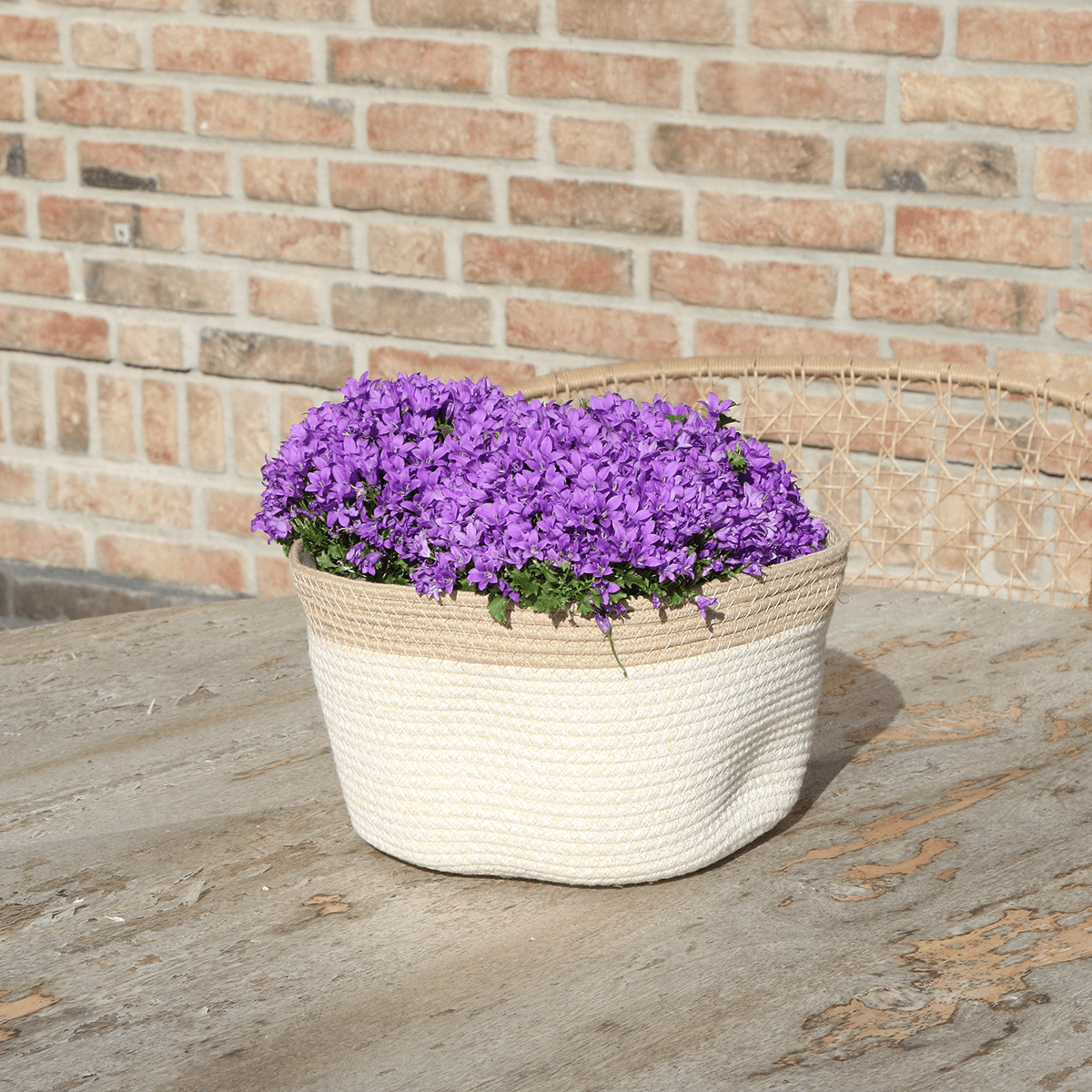 Campanula Addenda Ambella Intense Purple 3er Set – Glockenblume lila im Baumwollkorb mit Bewässerungsreservoir – Topfgröße 12cm – Plant