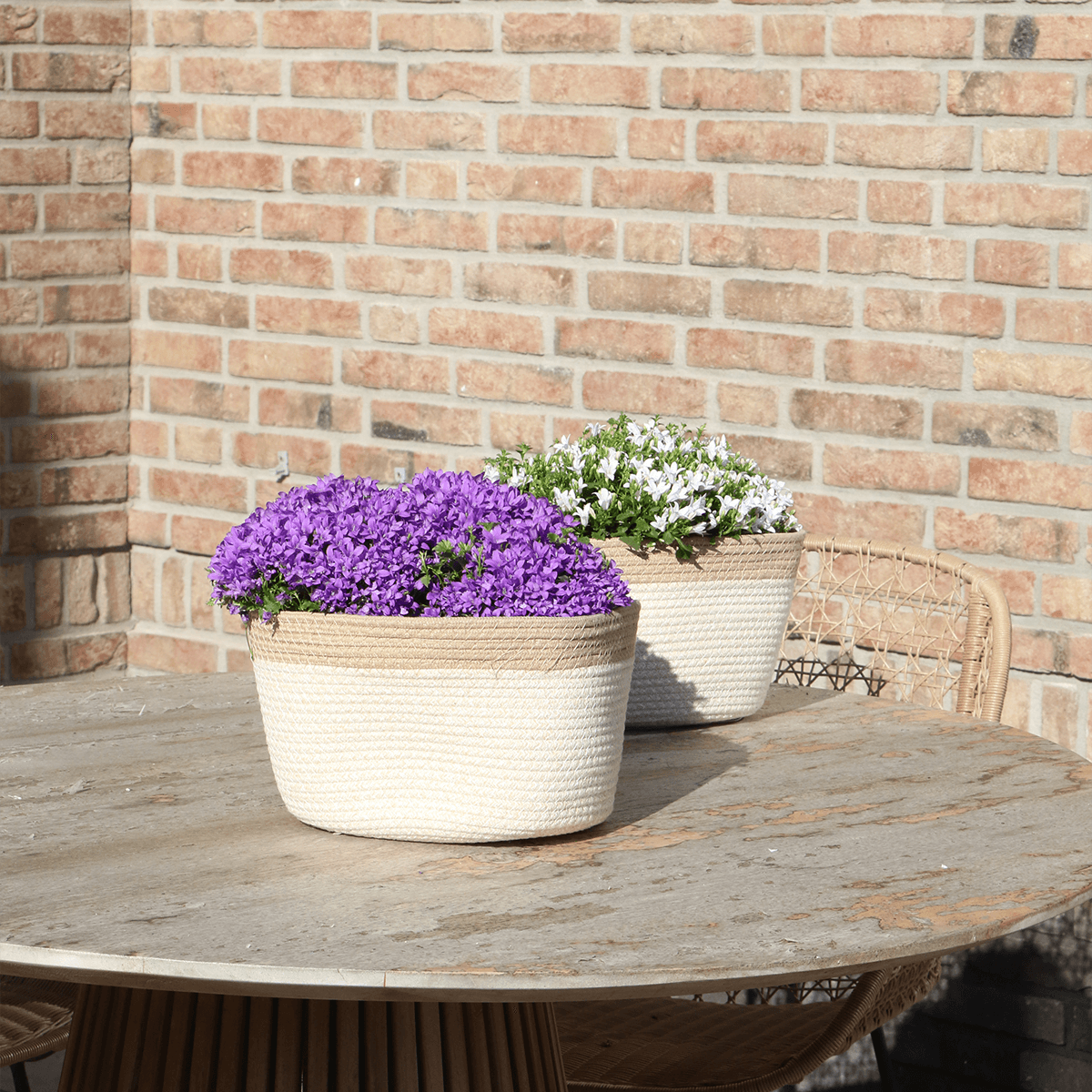Campanula Addenda Ambella Intense Purple 3er Set – Glockenblume lila im Baumwollkorb mit Bewässerungsreservoir – Topfgröße 12cm – Plant