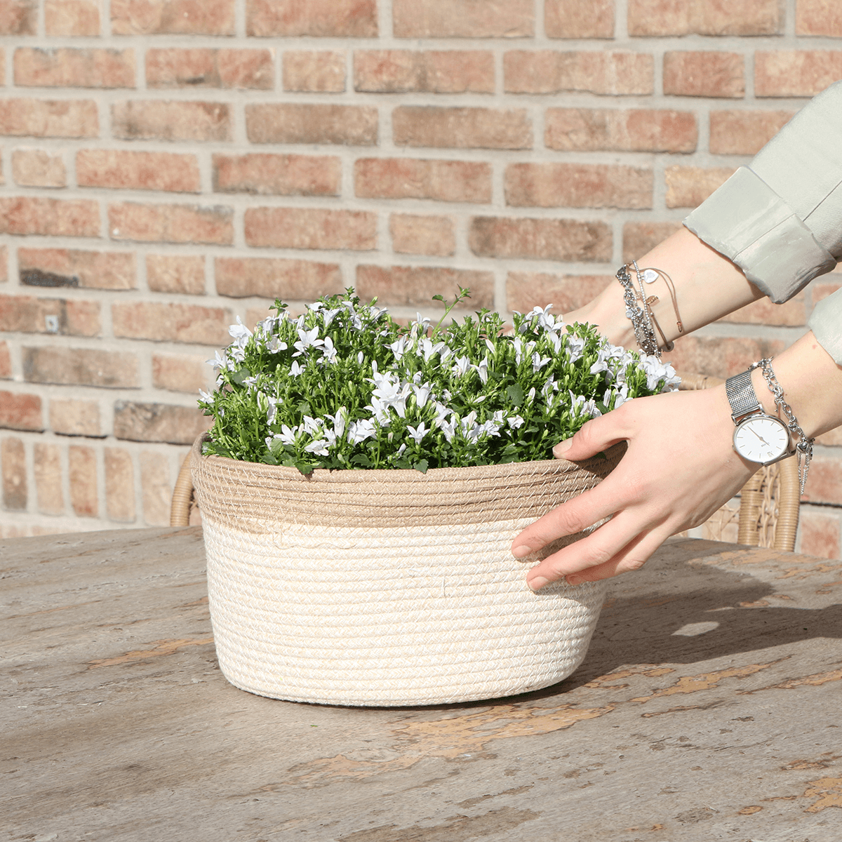 Campanula Addenda Ambella weiß 3er Set – Glockenblume weiß im Baumwollkorb mit Bewässerungsreservoir – Topfgröße 12cm – Plant