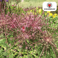 Allium schubertii – 5 Blumenzwiebeln – Spektakulärer Zierlauch – Große kugelförmige Blüten – Feuerwerk-Effekt im Garten – Auch als Trockenblume – Plant