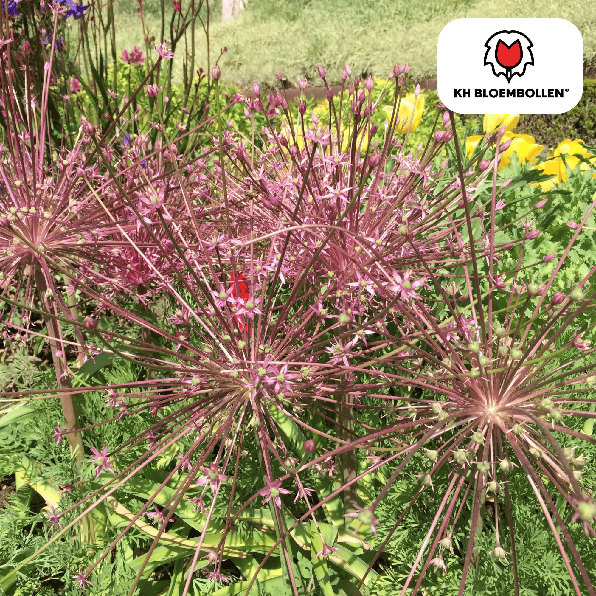 Allium schubertii – 5 Blumenzwiebeln – Spektakulärer Zierlauch – Große kugelförmige Blüten – Feuerwerk-Effekt im Garten – Auch als Trockenblume – Plant