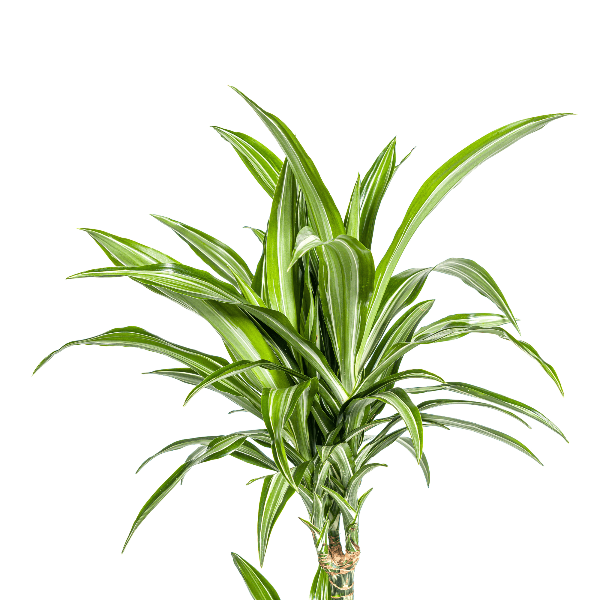 Dracaena Deremensis White Stripe inkl. Naturkorb – Höhe 90-110cm – Ø21cm – Pflegeleichte Zimmerpflanze mit weißen Blatträndern – Plant