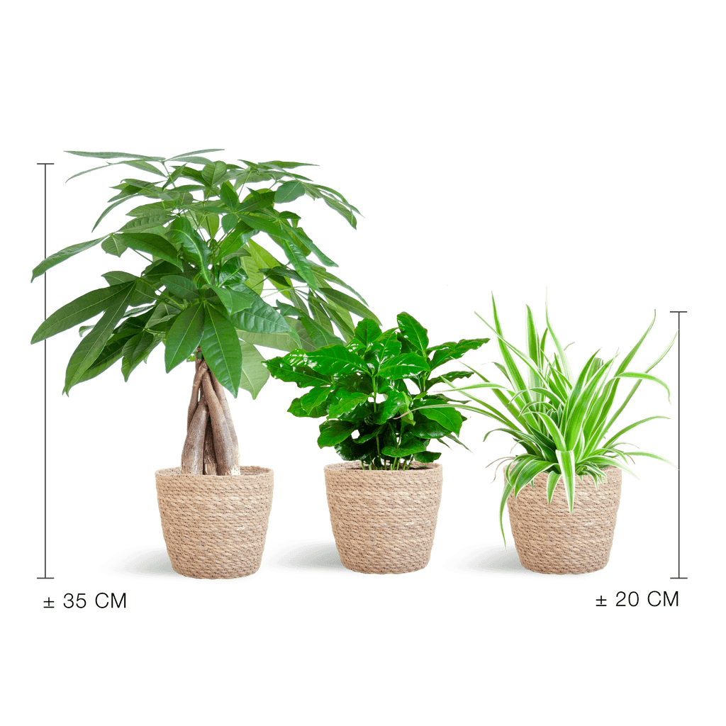 Tierfreundlicher Pflanzenkasten – Zimmerpflanzen – Mix – 3 grüne Pflanzen – Ø12cm – Korb Sofia Natur – ungiftig für Katzen, Hunde & Kinder – Plant
