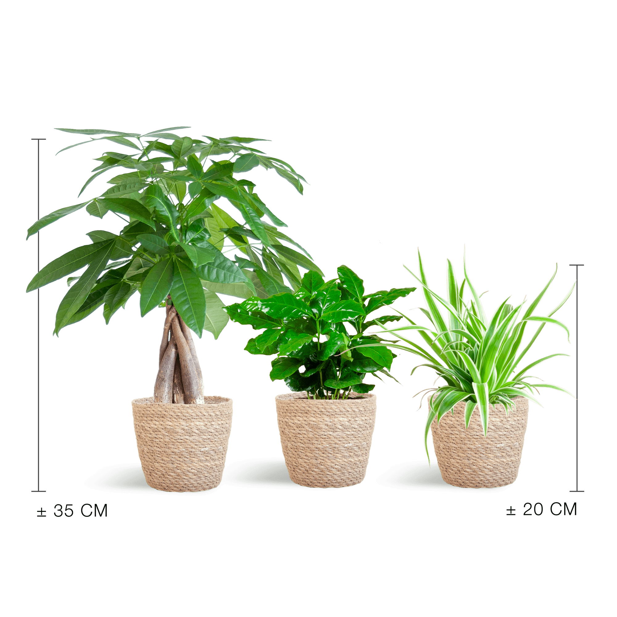 Tierfreundlicher Pflanzenkasten – Zimmerpflanzen – Mix – 3 grüne Pflanzen – Ø12cm – Korb Sofia Natur – ungiftig für Katzen, Hunde & Kinder – Plant