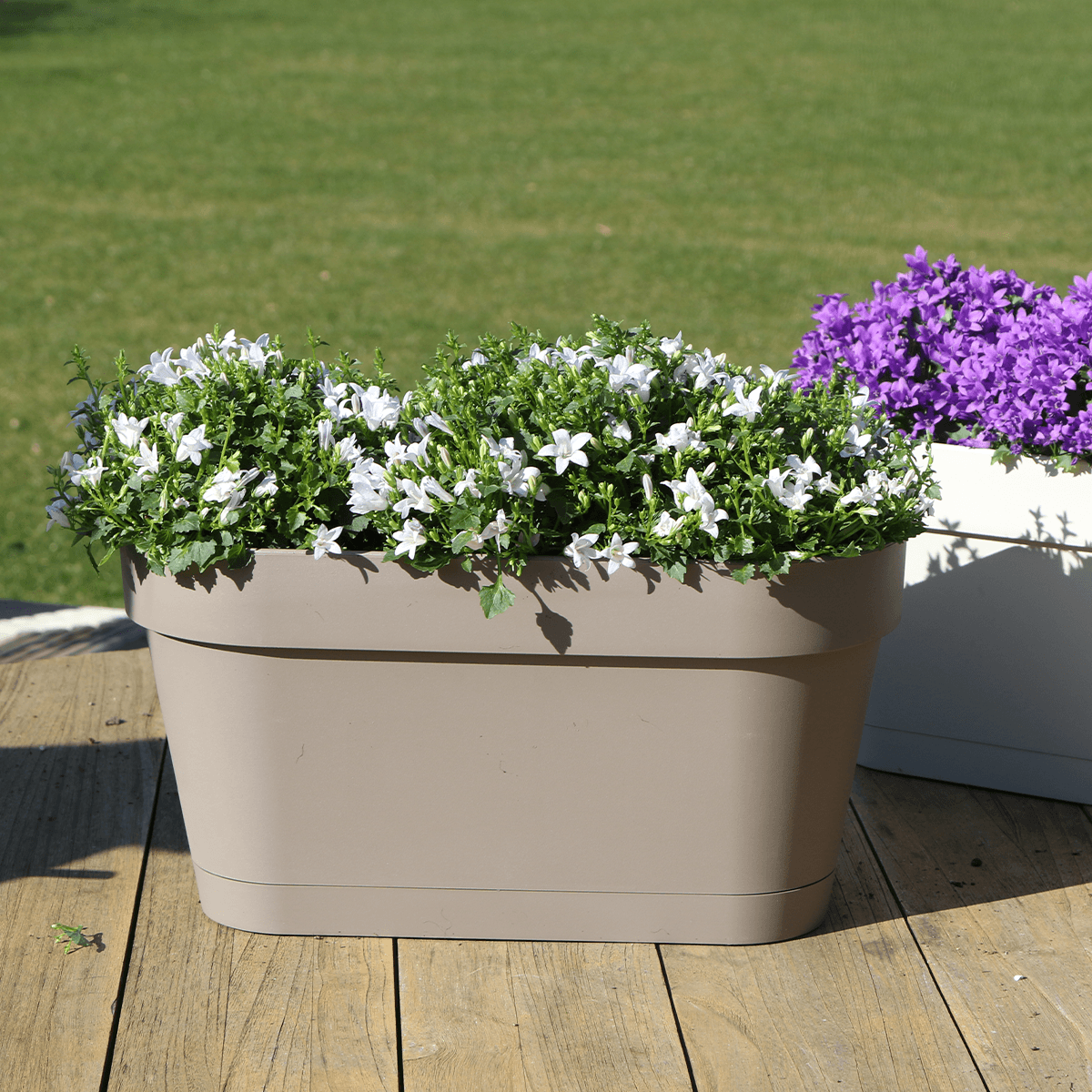 Campanula Addenda Ambella weiß 3er Set mit Balkonpflanzer taupe 36cm – Glockenblume weiß 12cm – inkl Aufhängesystem & Wasserreservoir – Plant