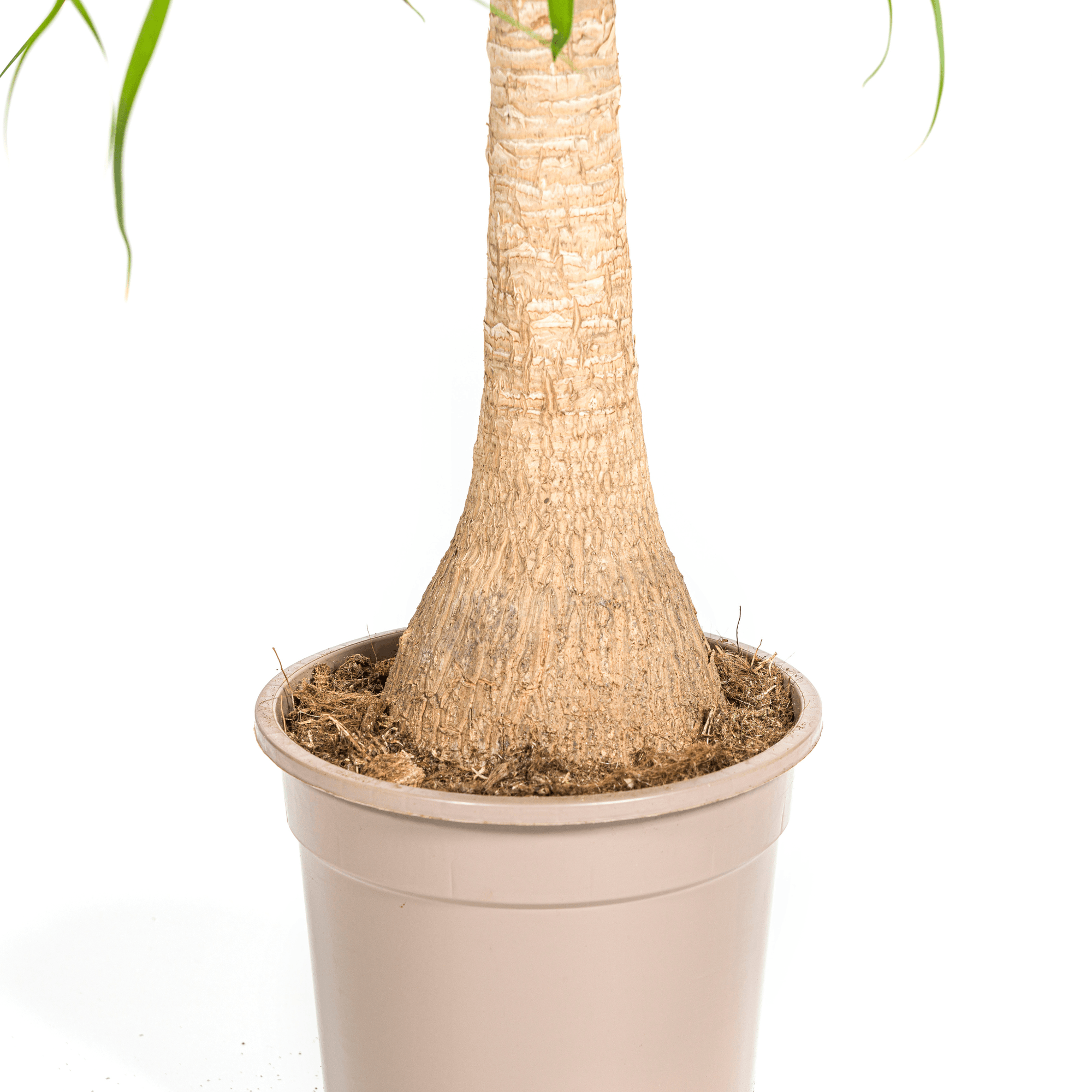Beaucarnea Recurvata inkl. Naturkorb – Höhe 60-80cm – Ø21cm – Elefantenfuß Zimmerpflanze mit markantem Stamm – Plant