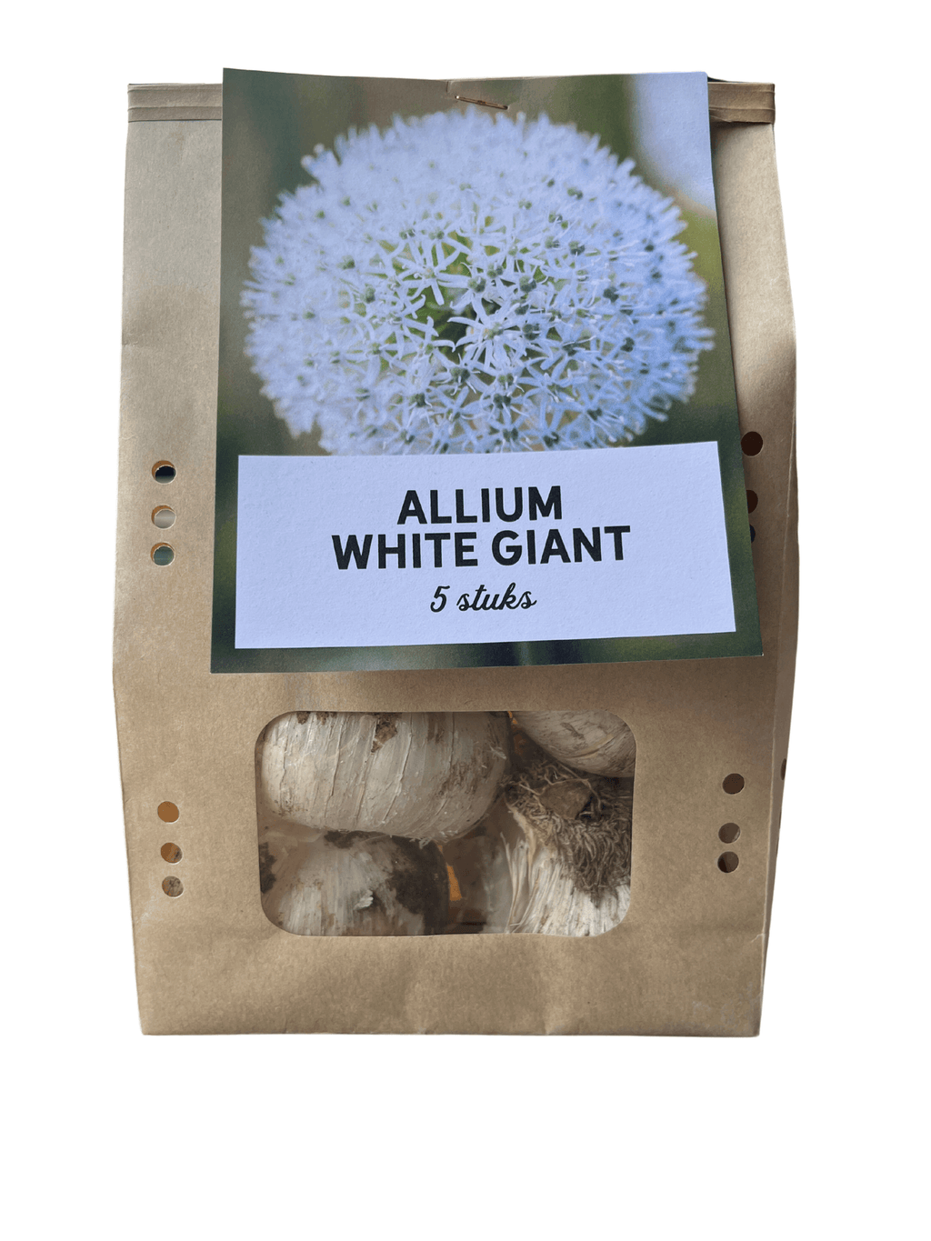 Allium 'White Giant' – Zierlauch Blumenzwiebeln – 5 Zwiebeln – Riesige weiße Kugelblüten – Winterharte Staude für Beet & Rabatte – XXL-Zwiebeln für sonnige Standorte – Plant