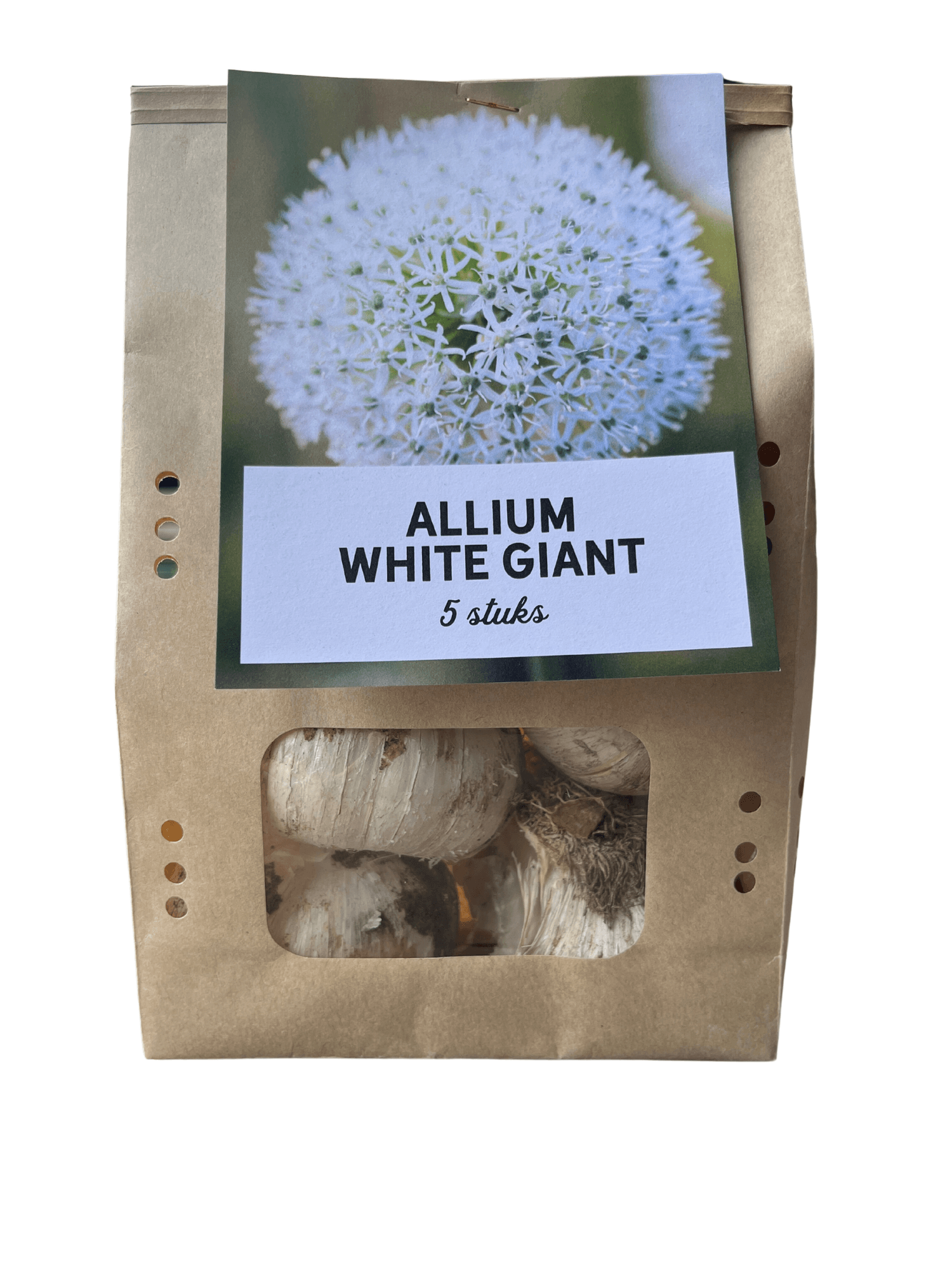Allium 'White Giant' – Zierlauch Blumenzwiebeln – 5 Zwiebeln – Riesige weiße Kugelblüten – Winterharte Staude für Beet & Rabatte – XXL-Zwiebeln für sonnige Standorte – Plant
