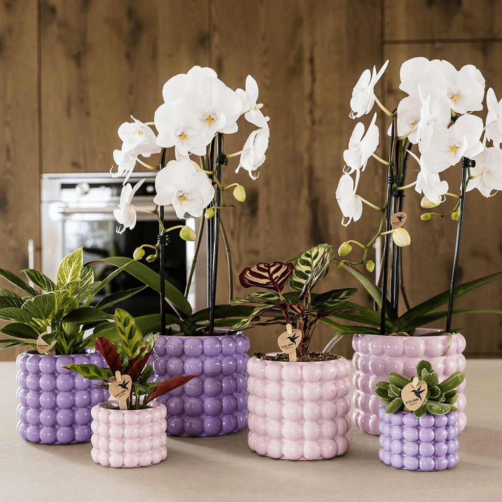Ziertopf Poppy – Purple – Ø6cm – Kleiner Keramik Blumentopf in glänzendem Violett – Stilvoller Übertopf für Mini-Zimmerpflanzen, Sukkulenten & Kakteen – Plant
