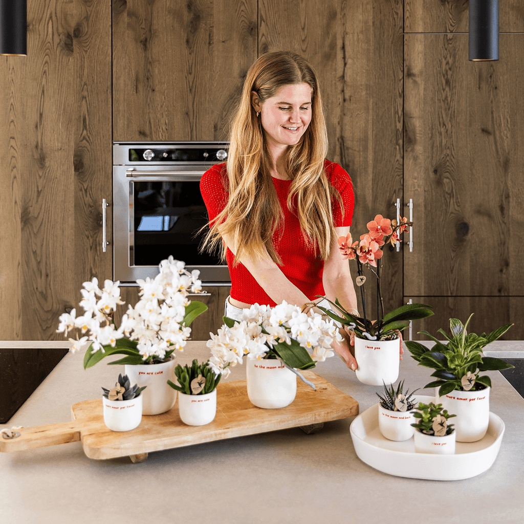 Geschenkset Love You – Rote Phalaenopsis Orchidee Congo mit Sukkulente – Love Übertöpfe auf Cloud Plate – Pflanzen Geschenkset Valentinstag Geburtstag